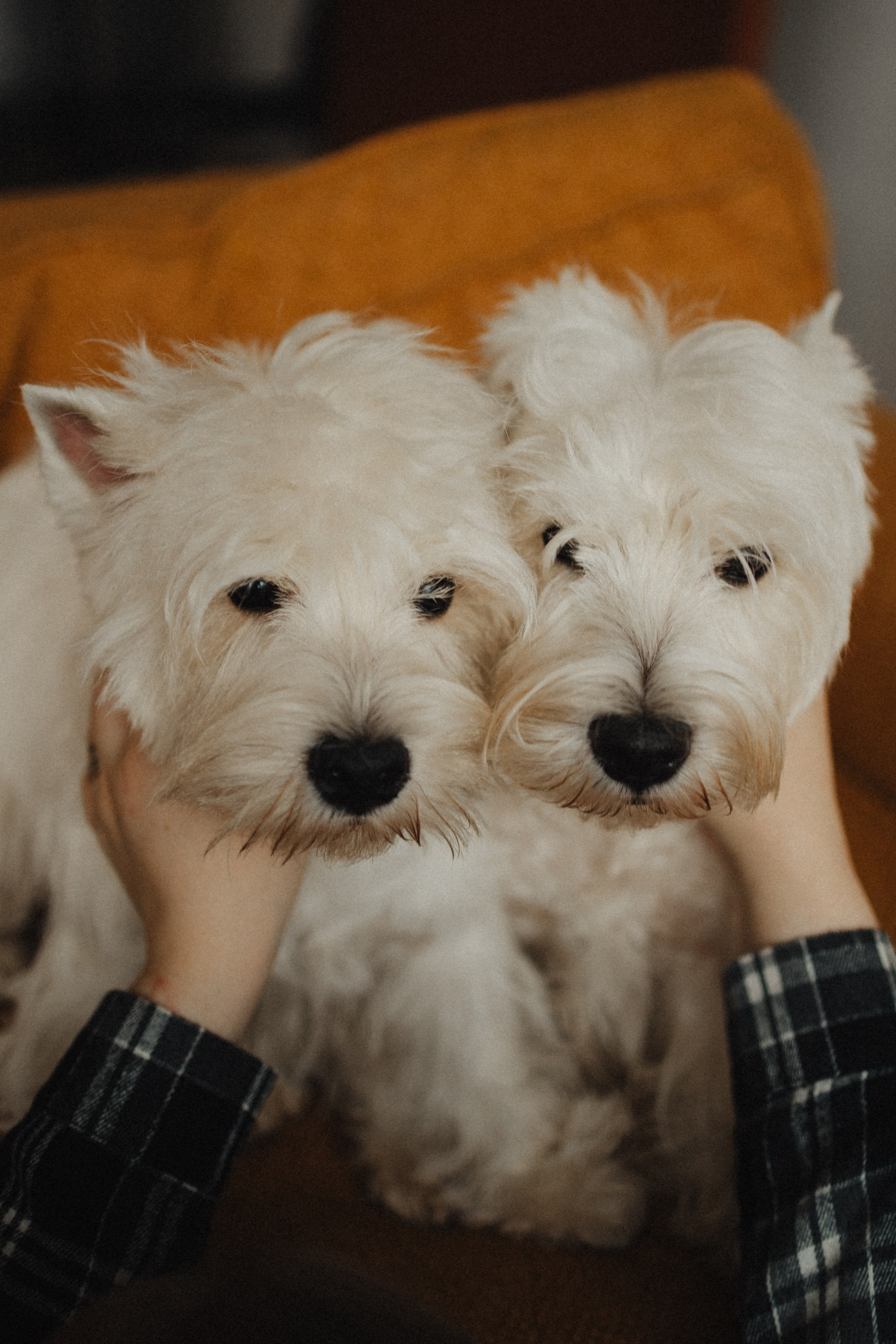 Вероника, Мята и Малина. Фотораф — анималист Мария Шистка