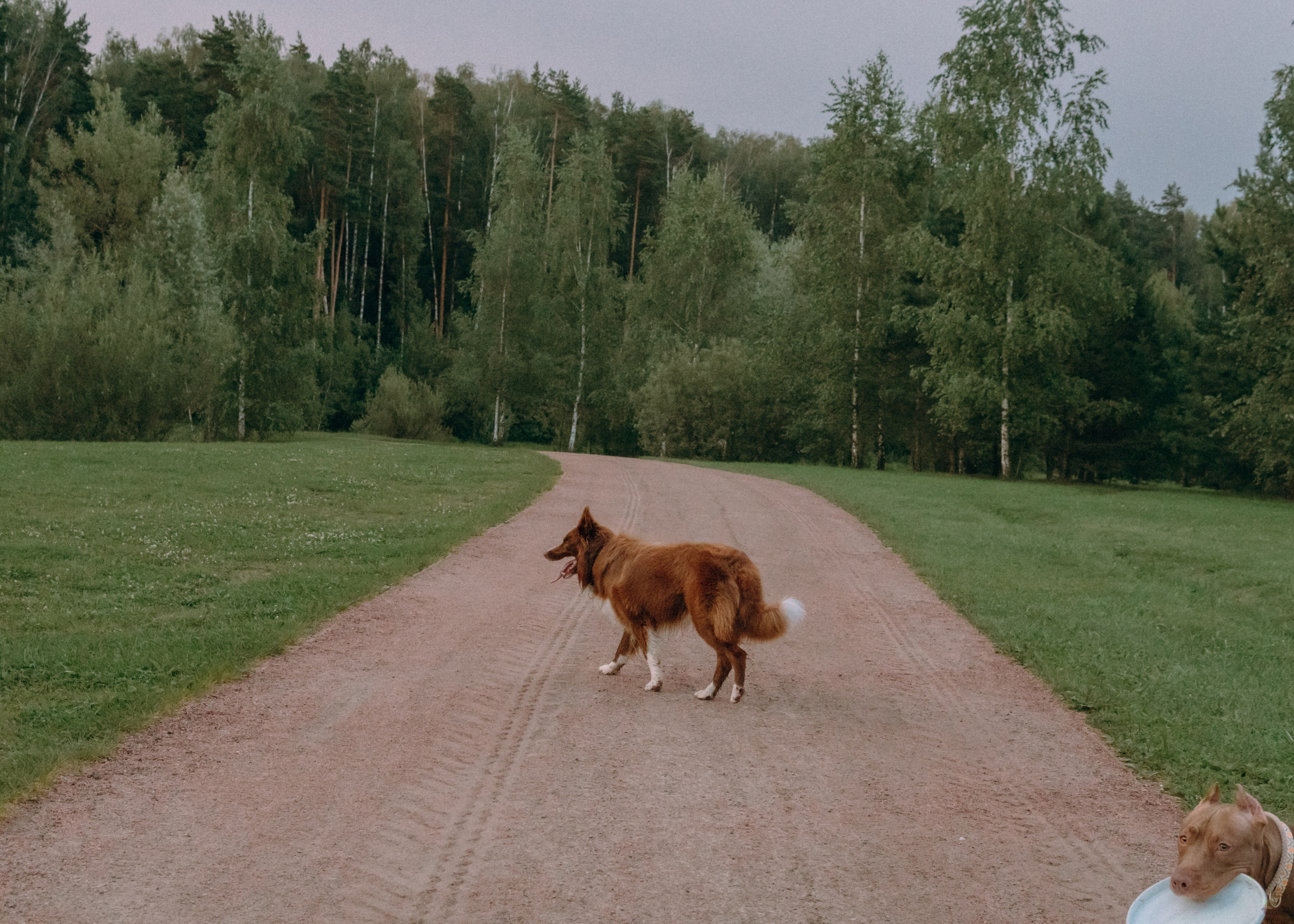 Виолетта, Лила и Питер. Фотограф-анималист Ксения Воробьева, Москва