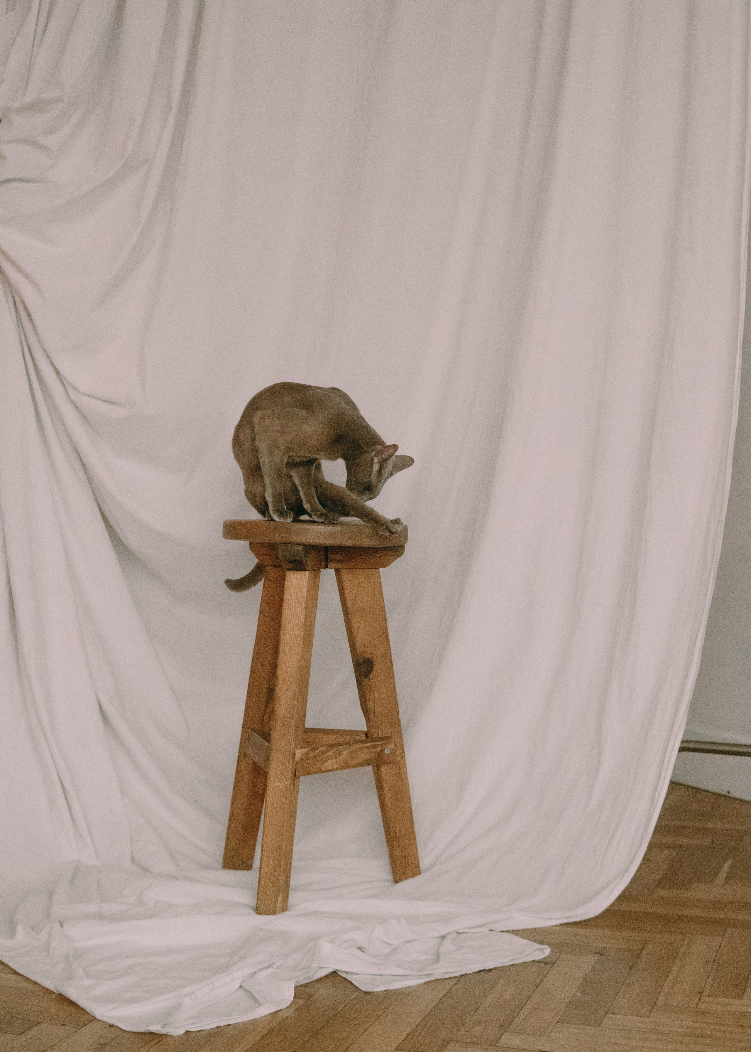 Амина, Булат и Орион. Фотограф-анималист Ксения Воробьева, Москва