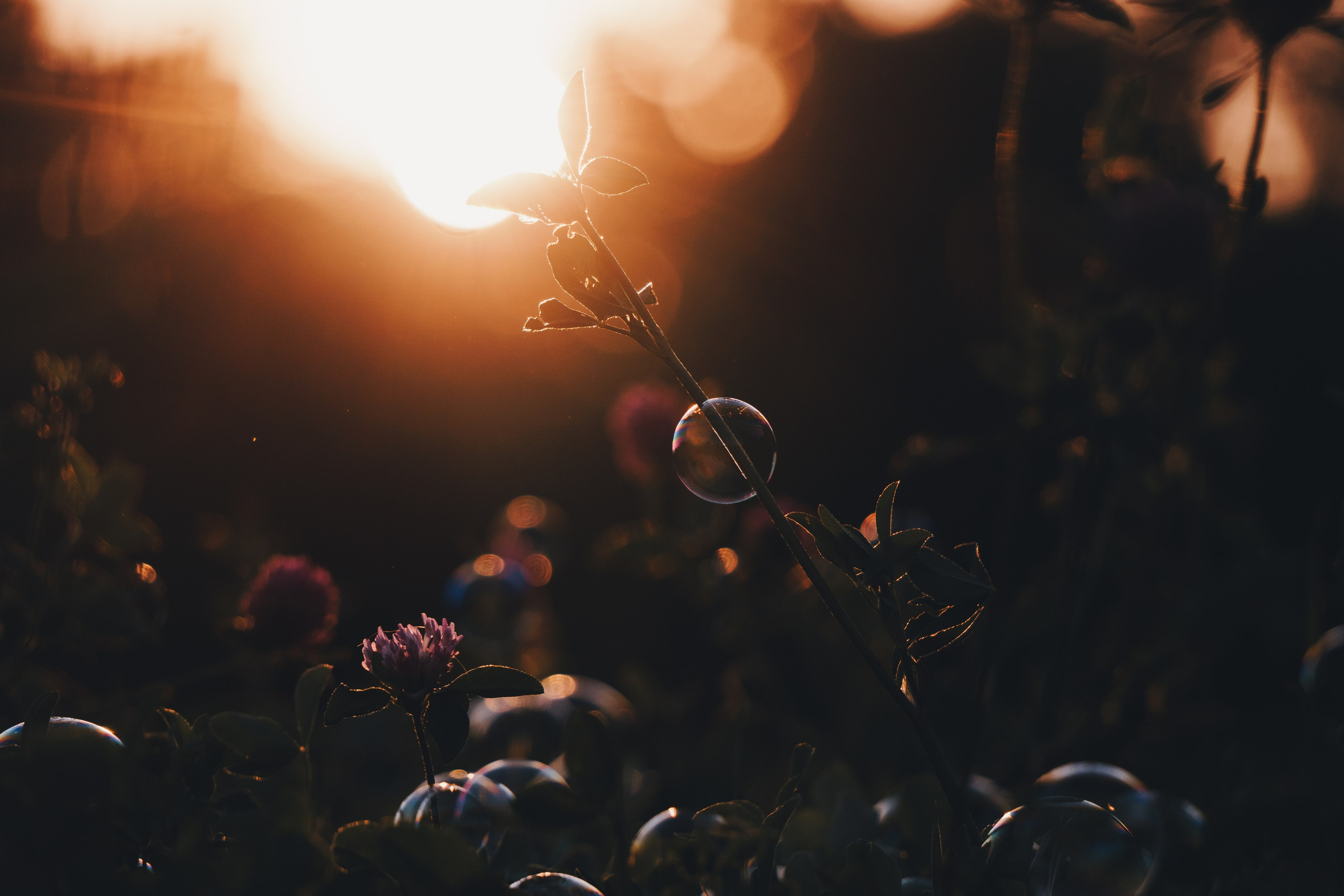 Катя и Яшма. Фотограф-анималист Ксения Воробьева, Москва