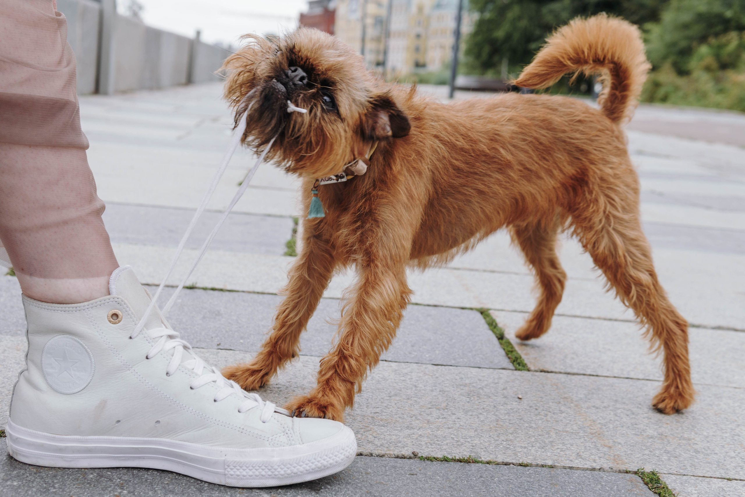 Наташа, Сережа и Хавьер. Фотограф-анималист Ксения Воробьева, Москва