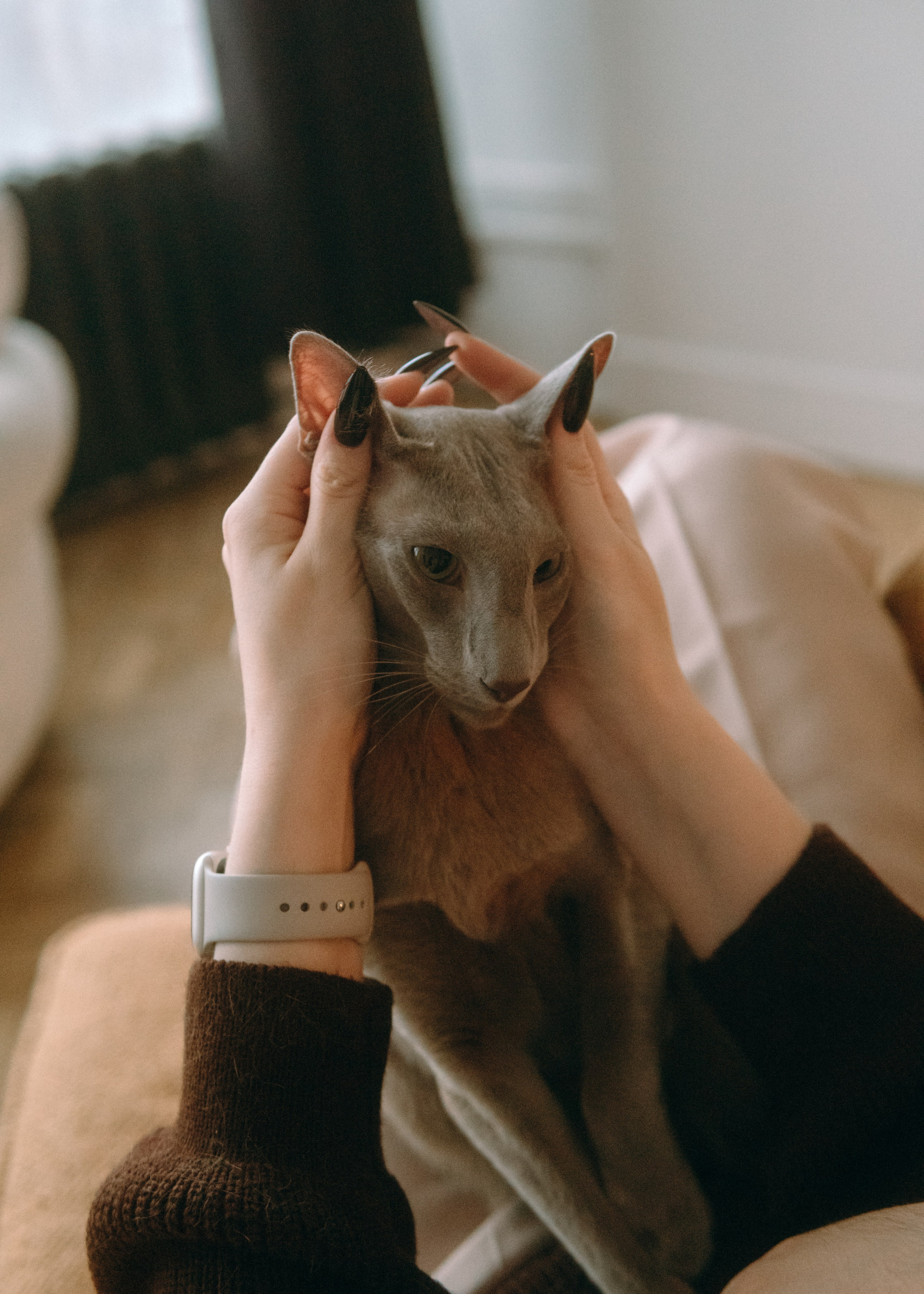 Амина, Булат и Орион. Фотограф-анималист Ксения Воробьева, Москва
