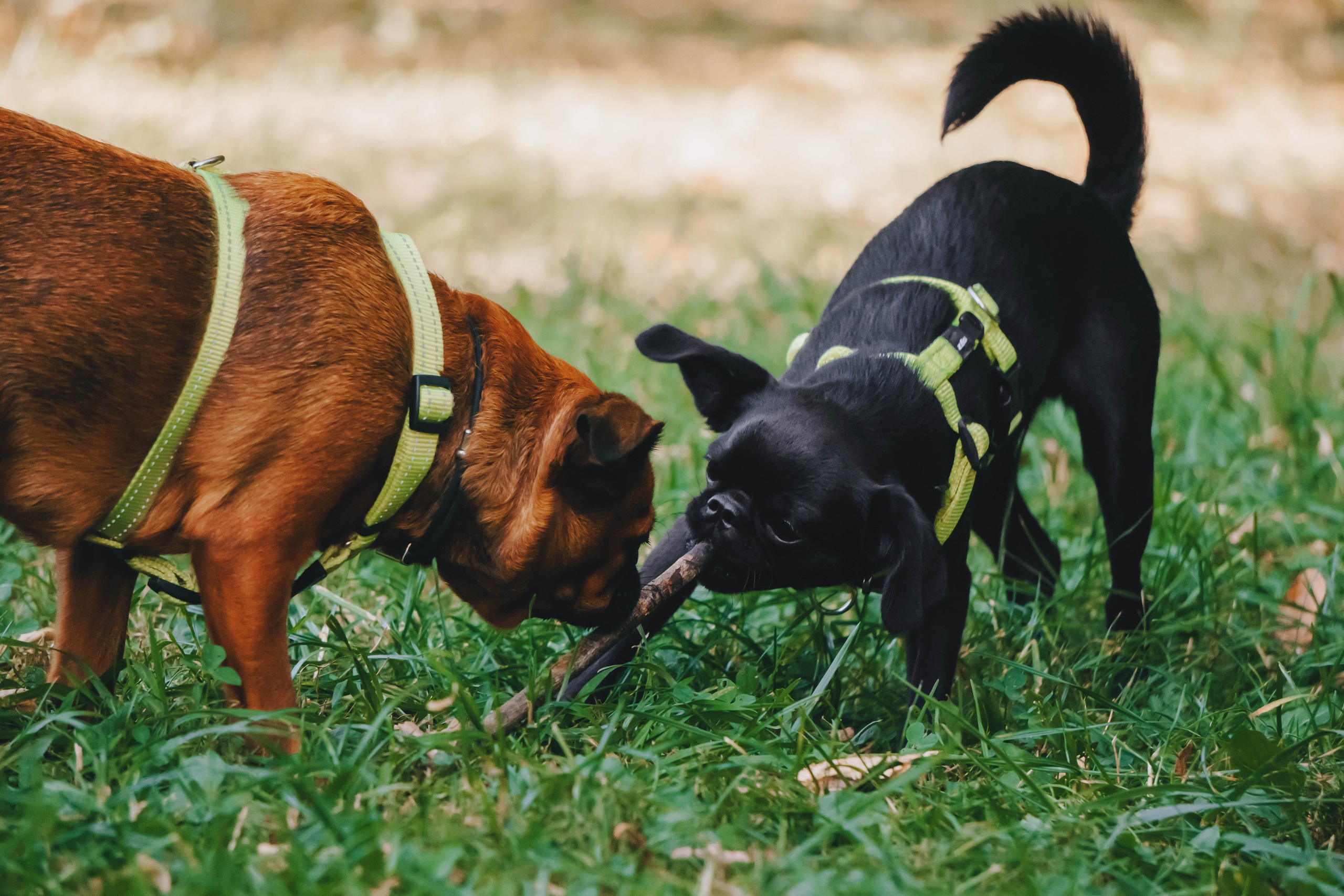 Мини-туса гриффоны и брабансоны. Фотограф-анималист Ксения Воробьева, Москва