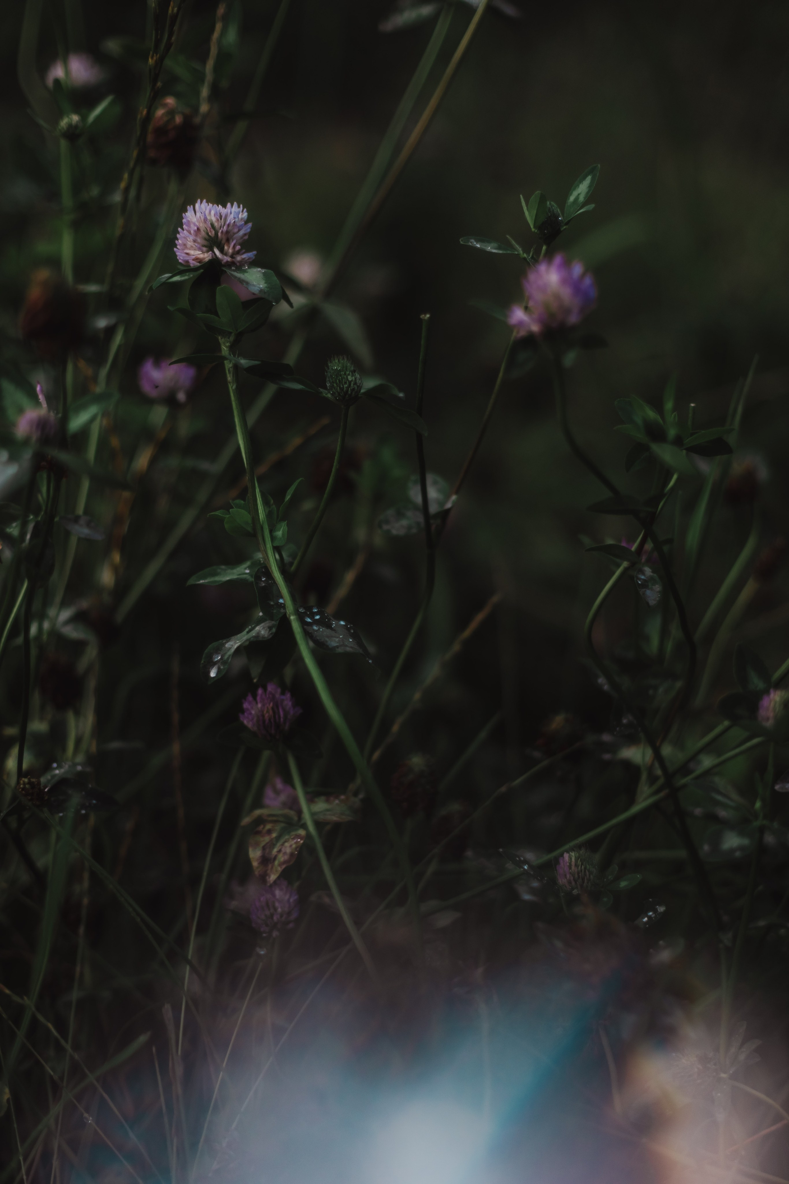 Магия леса. Мариам Багдасарян