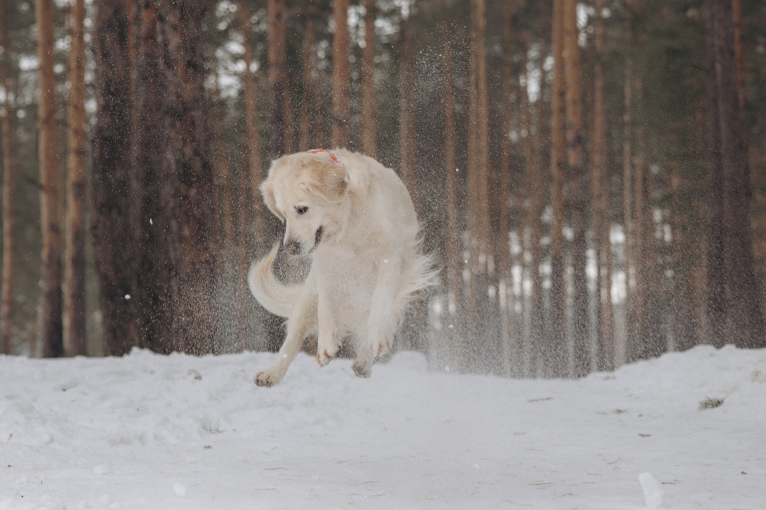 Зима. Лес. Татьяна и Делла. Фотограф анималист в Казани Алина Сулейманова. Фотограф животных