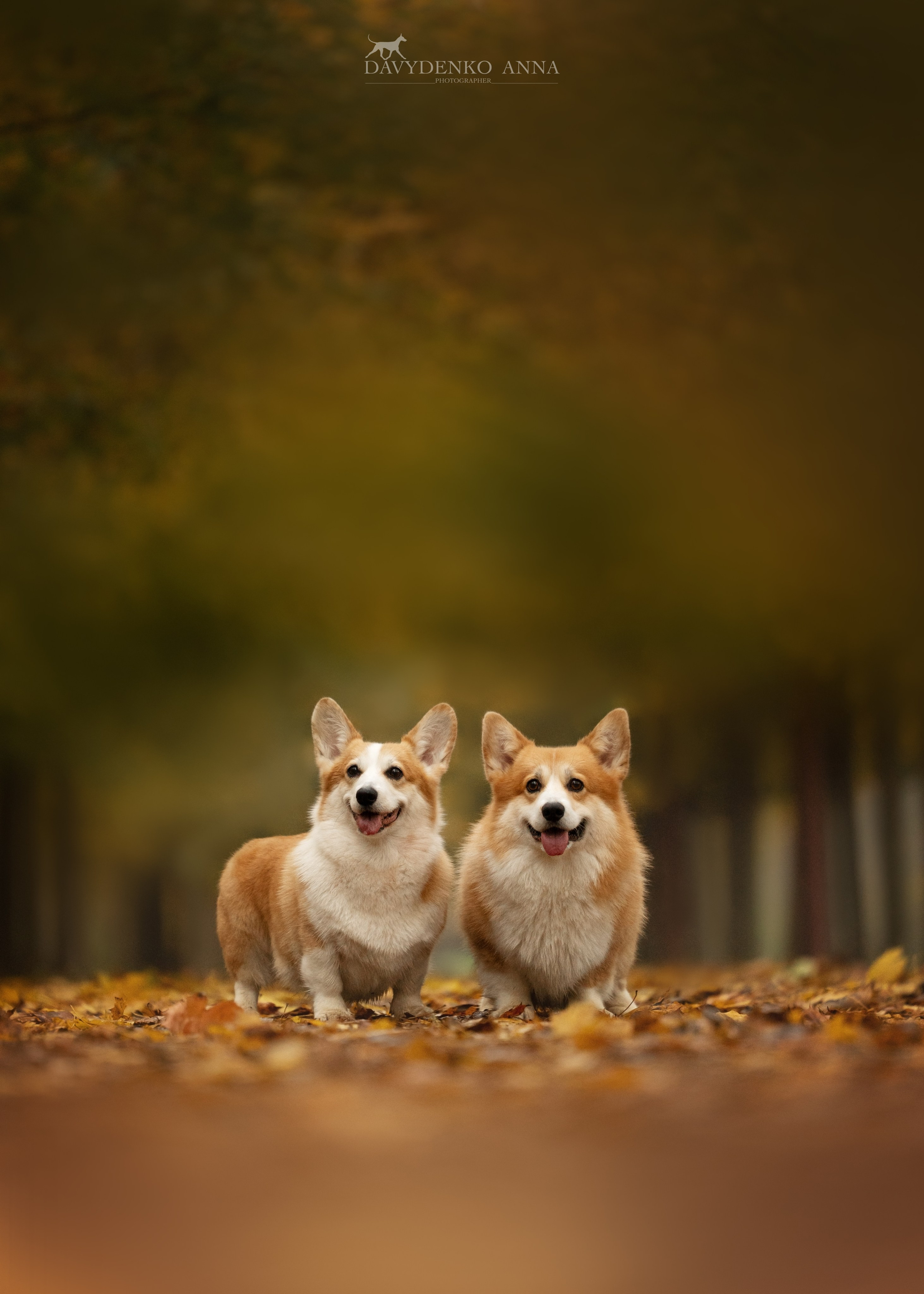 портрет корги фотосессия 