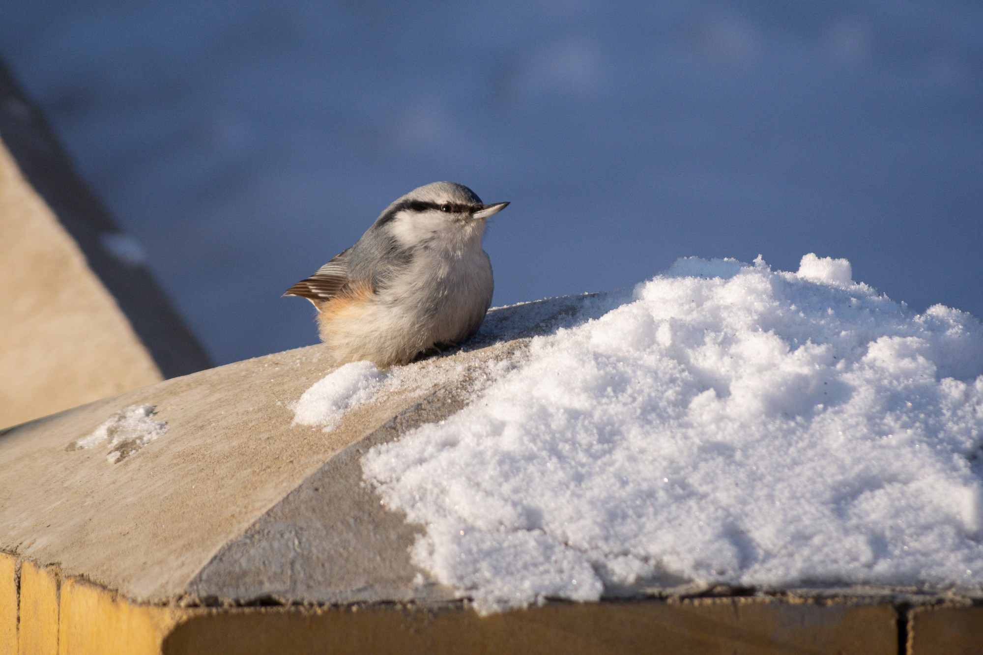 Разное. Репортажный фотограф г. Чита