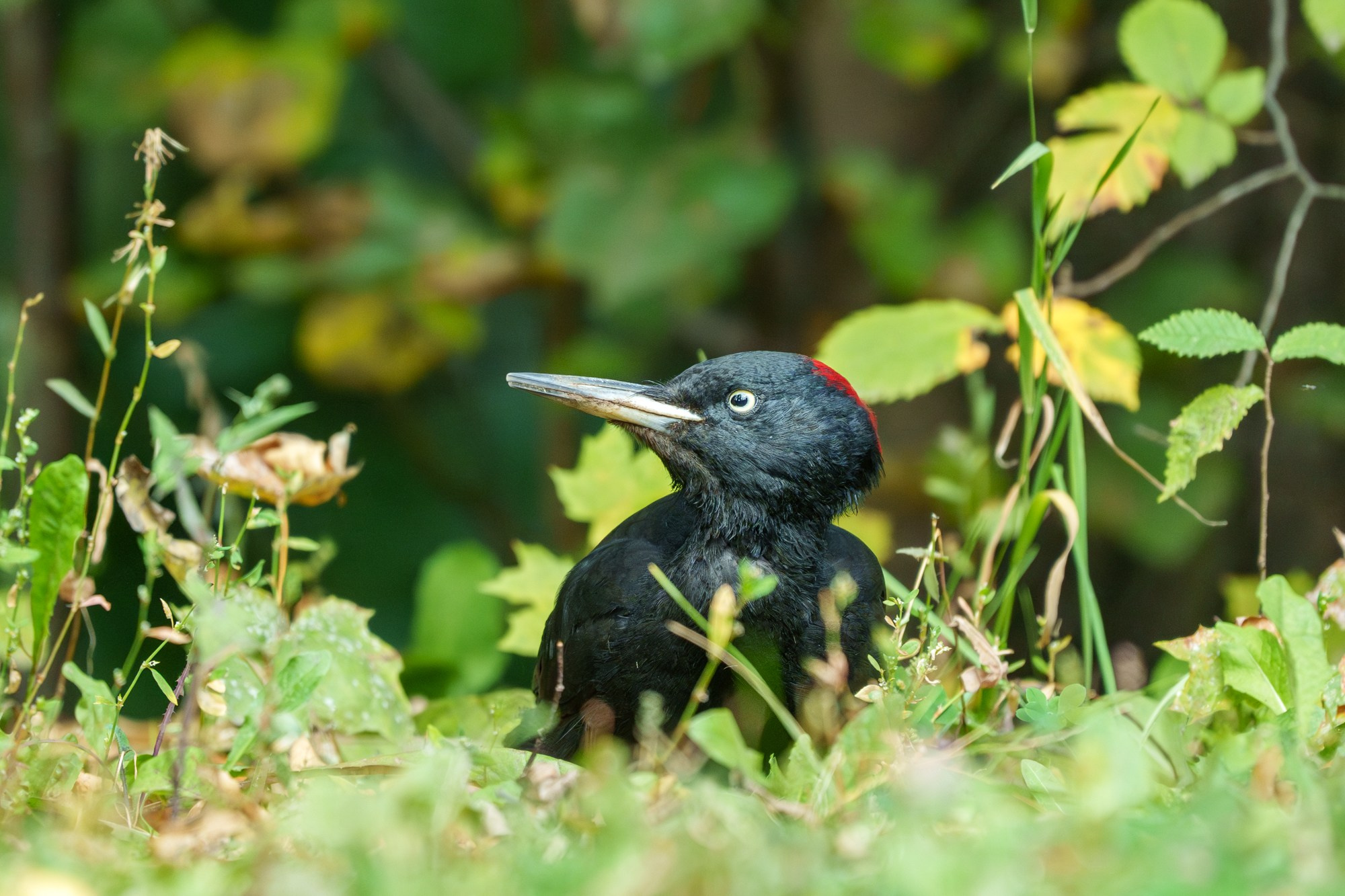 Удивительные мир птиц. Вокруг нас столько прекрасного — присмотритесь!. Ваш личный фотограф Марина Волкова