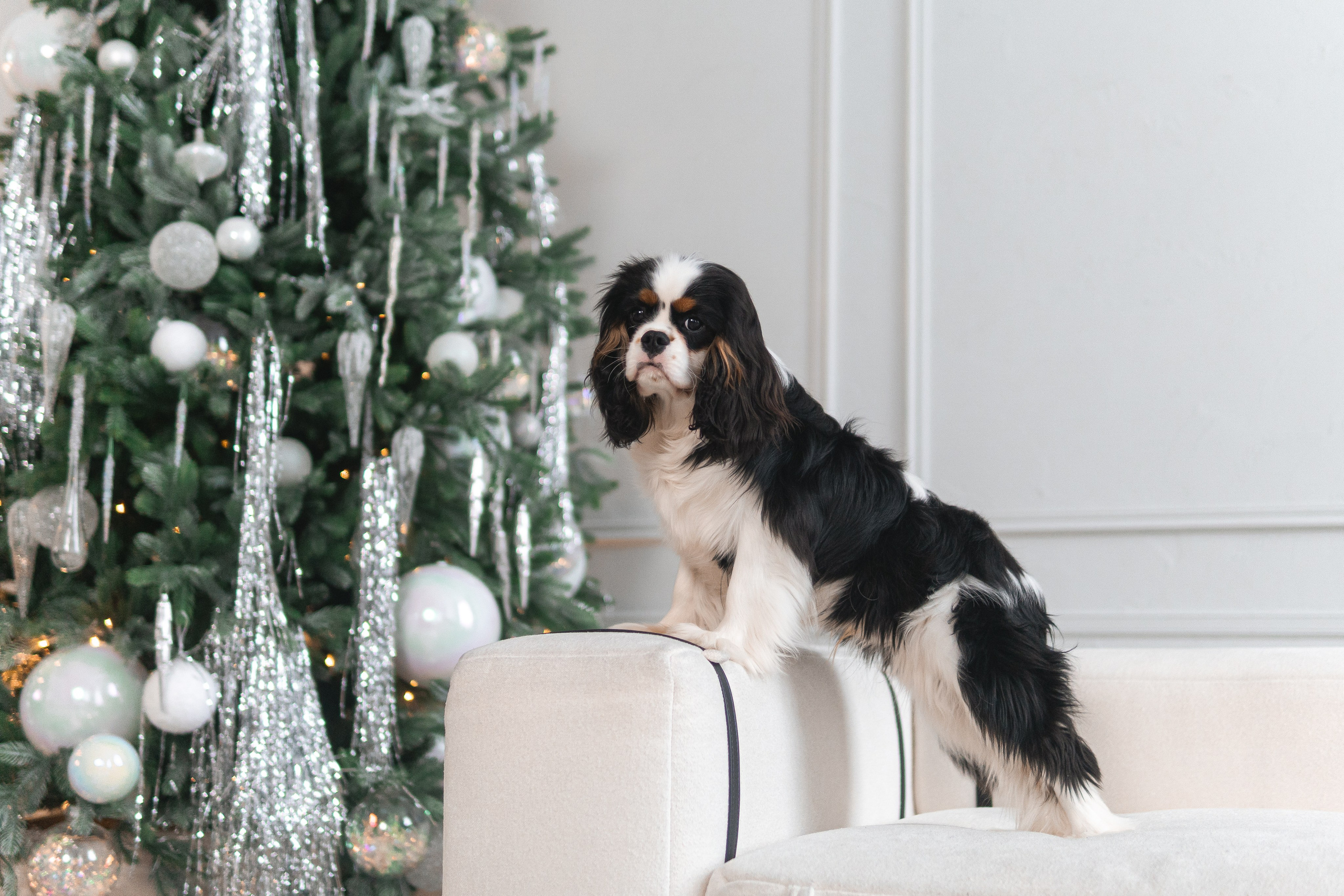 Belle Destino (питомник): новогодняя история. Портретный и репортажный фотограф в Воронеже: Анастасия Пузикова