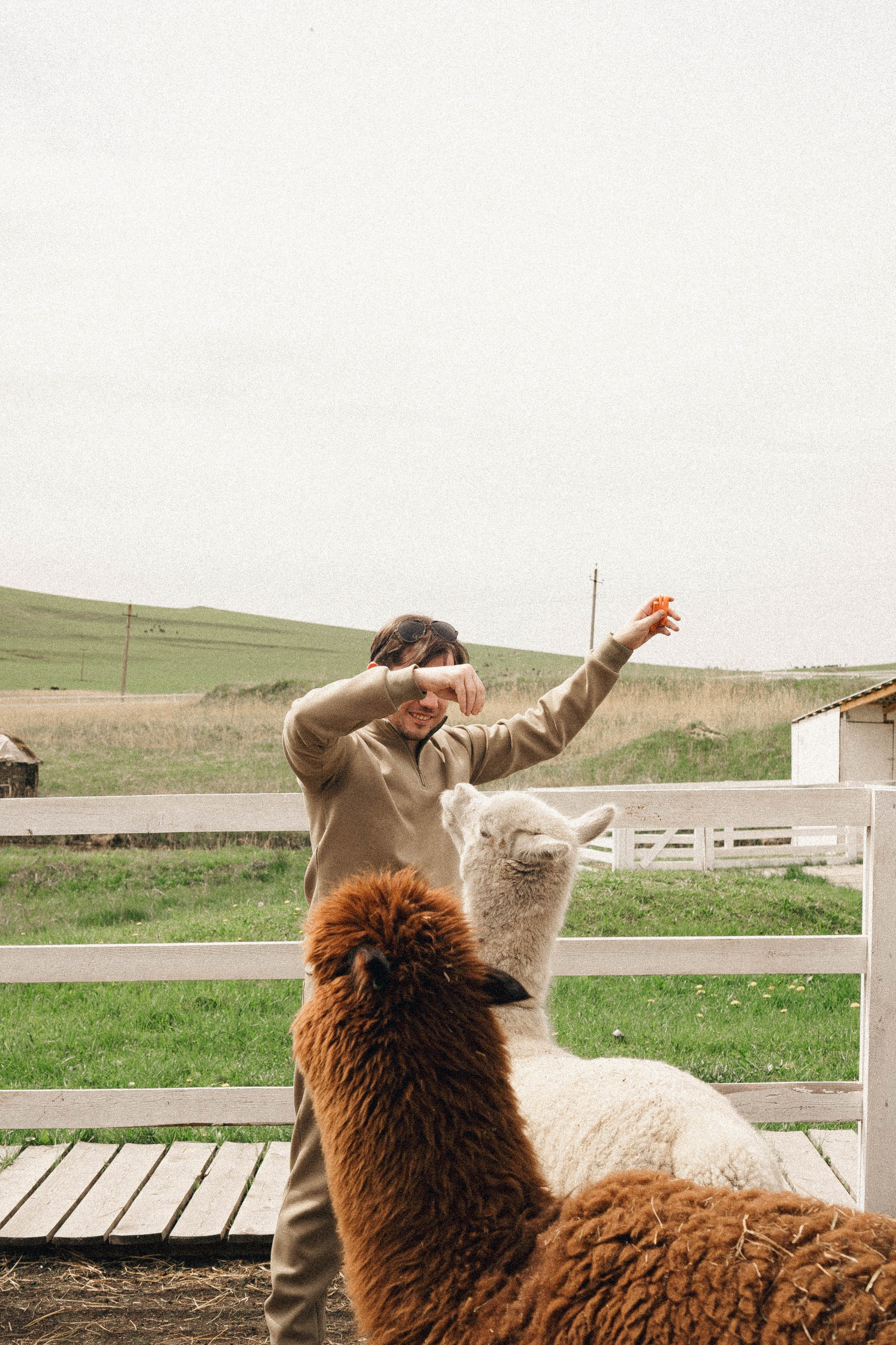 Ферма Альпак. Профессиональный фотограф, Санкт-Петербург — Виктория Богомолова
