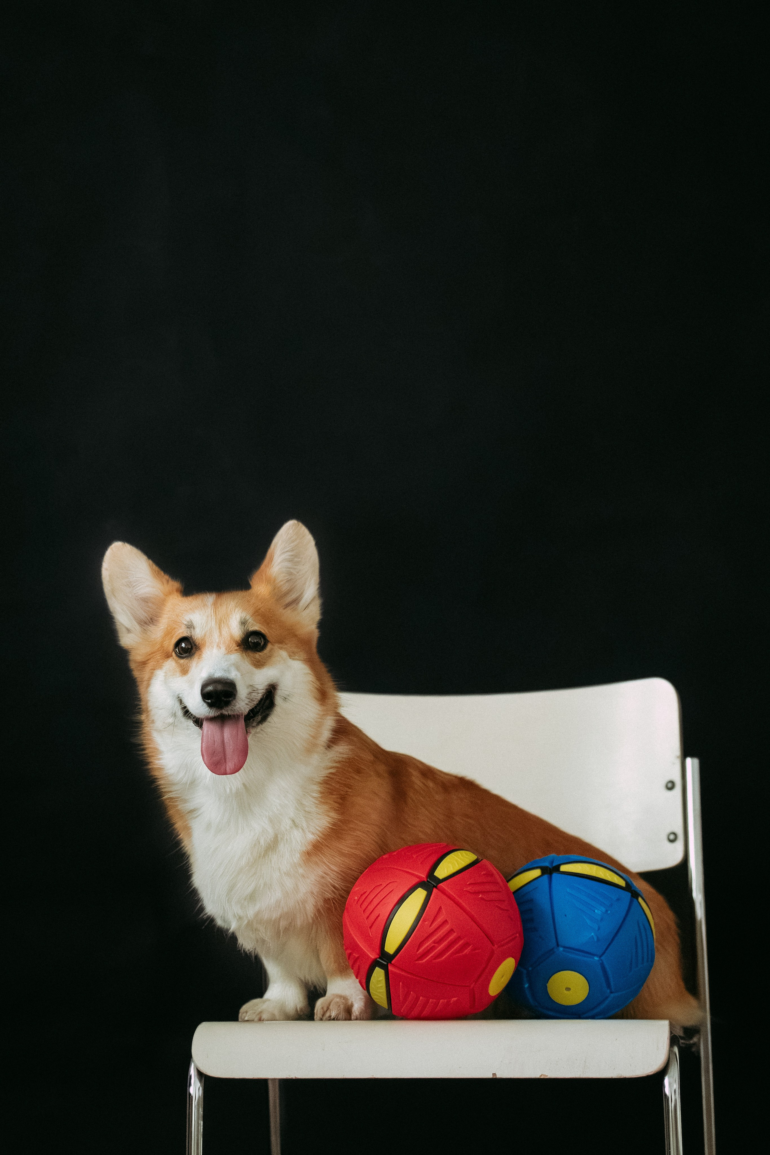 Мячи-попрыгуны. Фотораф — анималист Мария Шистка