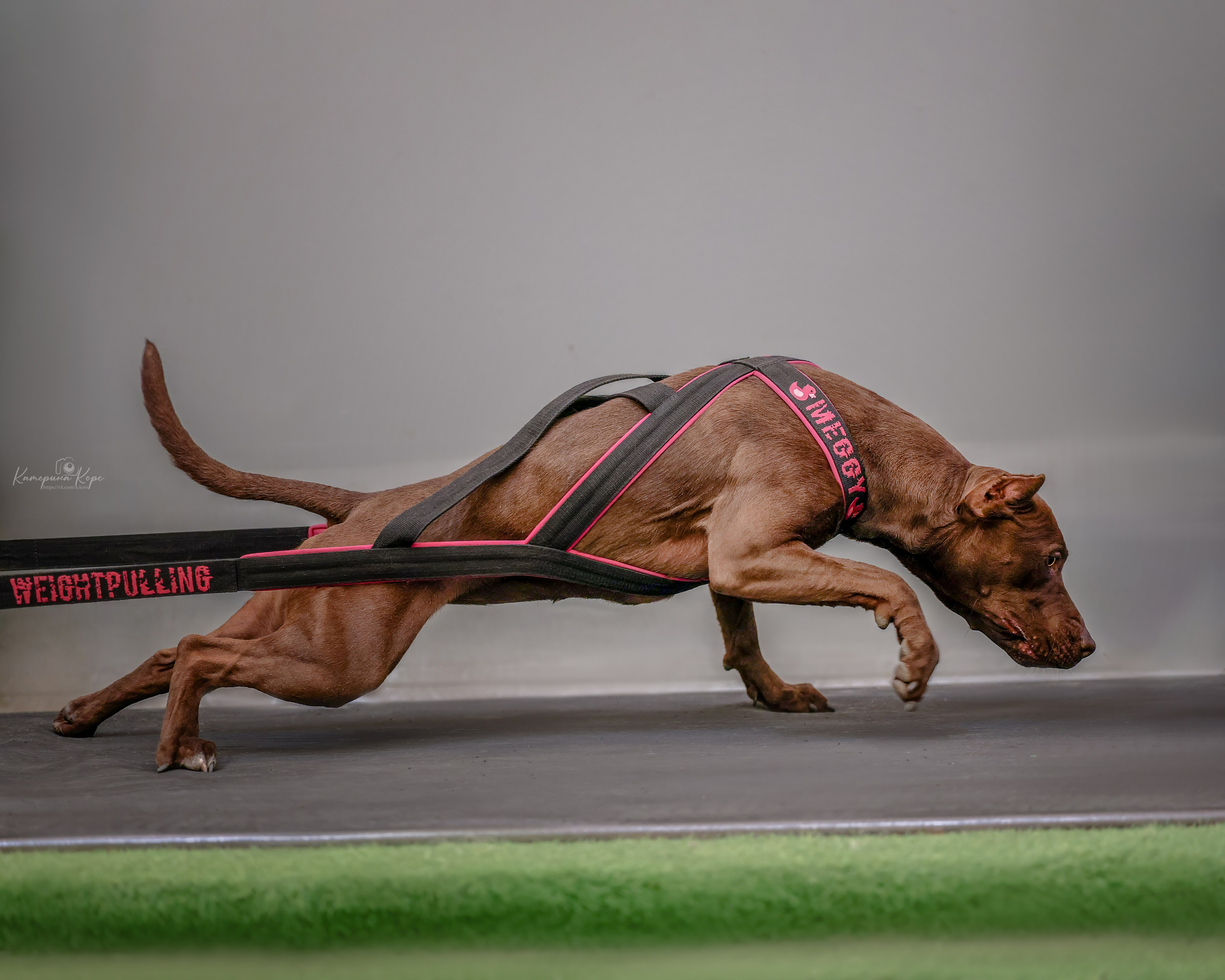 Соревнования HARDCORE LINE WEIGHTPULL. Фотограф-анималист Катерина Корс