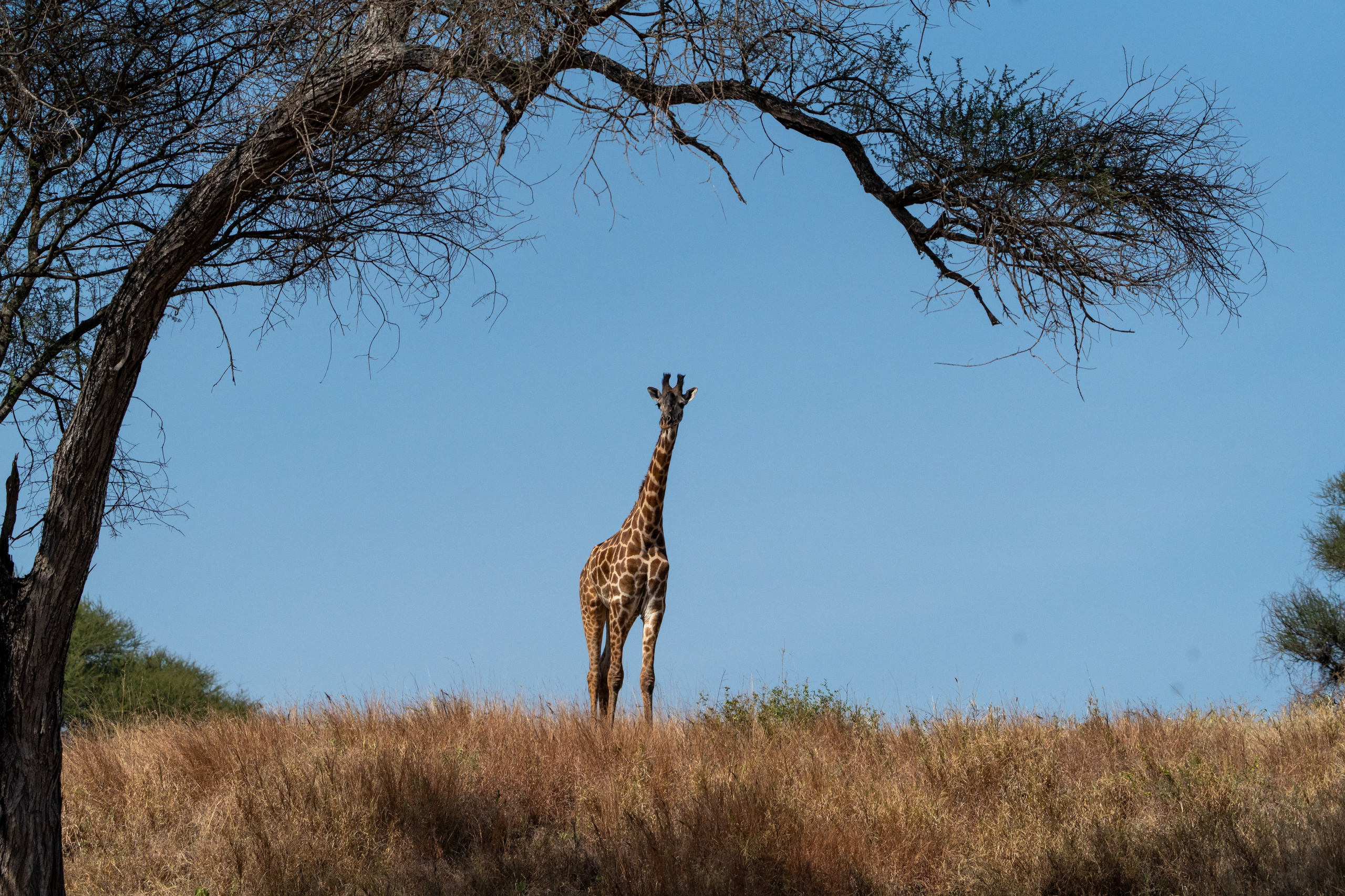 Танзания, сафари, 2025. Творческие сьемки