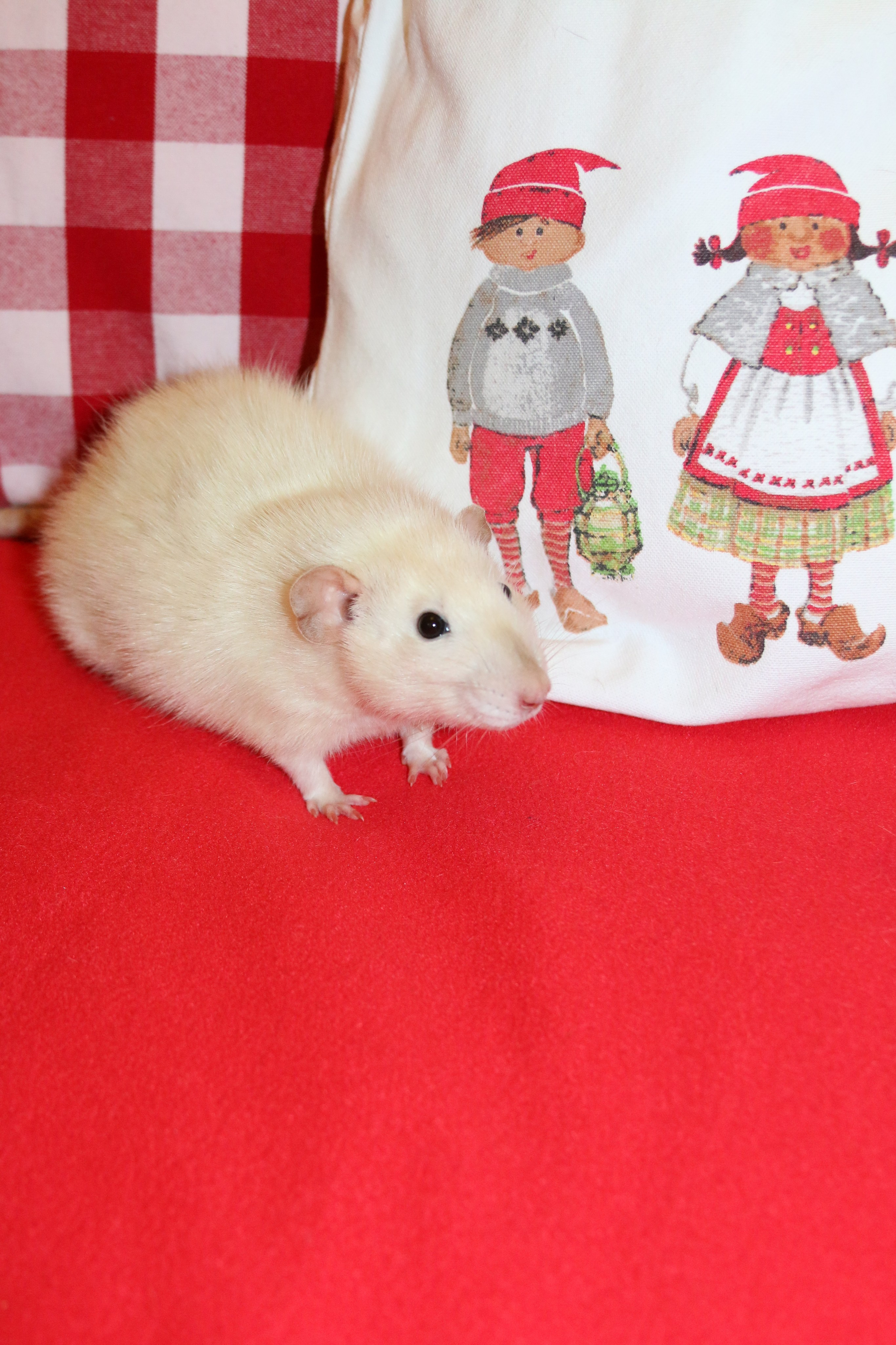 Съемка с питомцем