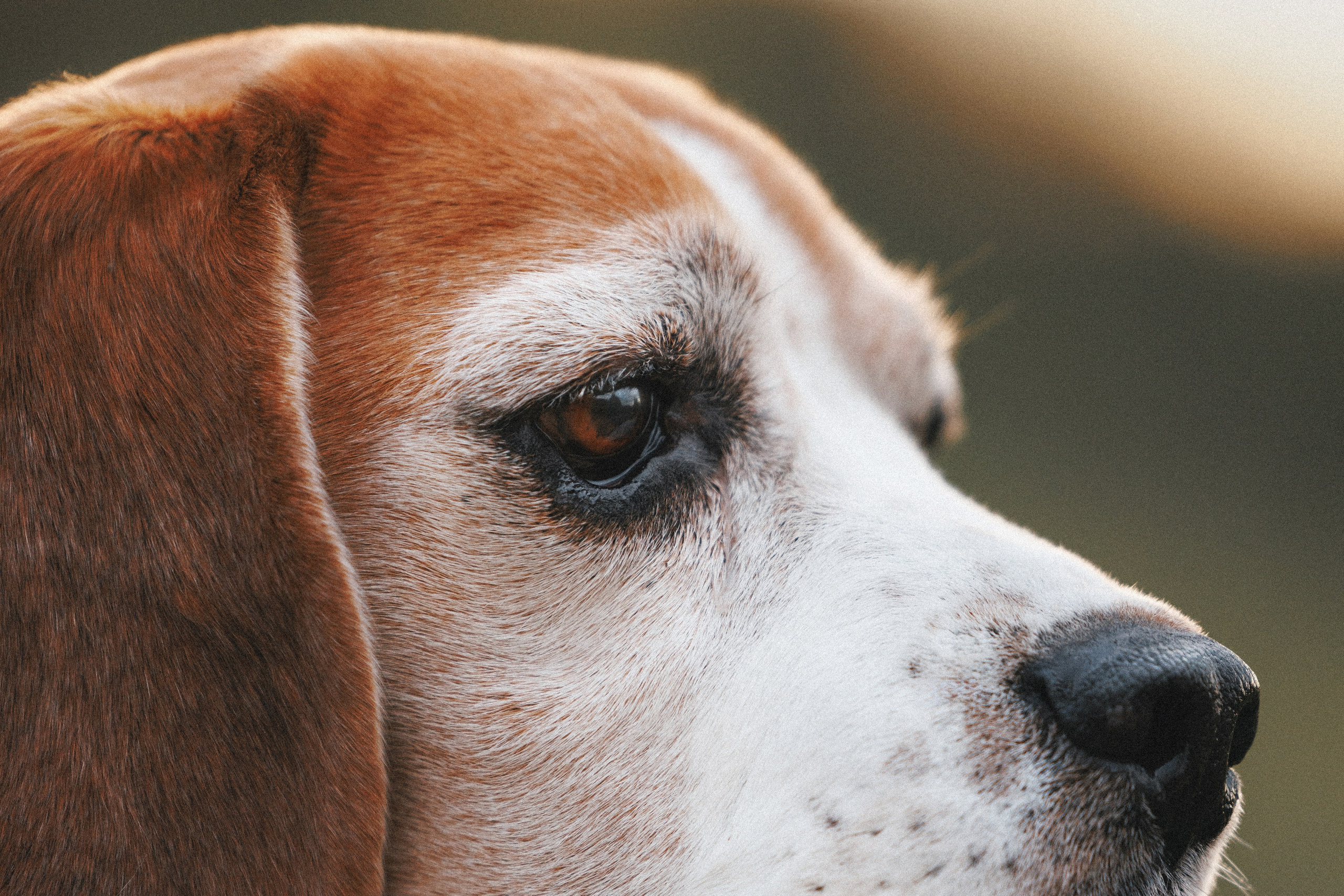 Юля и Зайфер. Фотограф анималист Осипчикова Мария