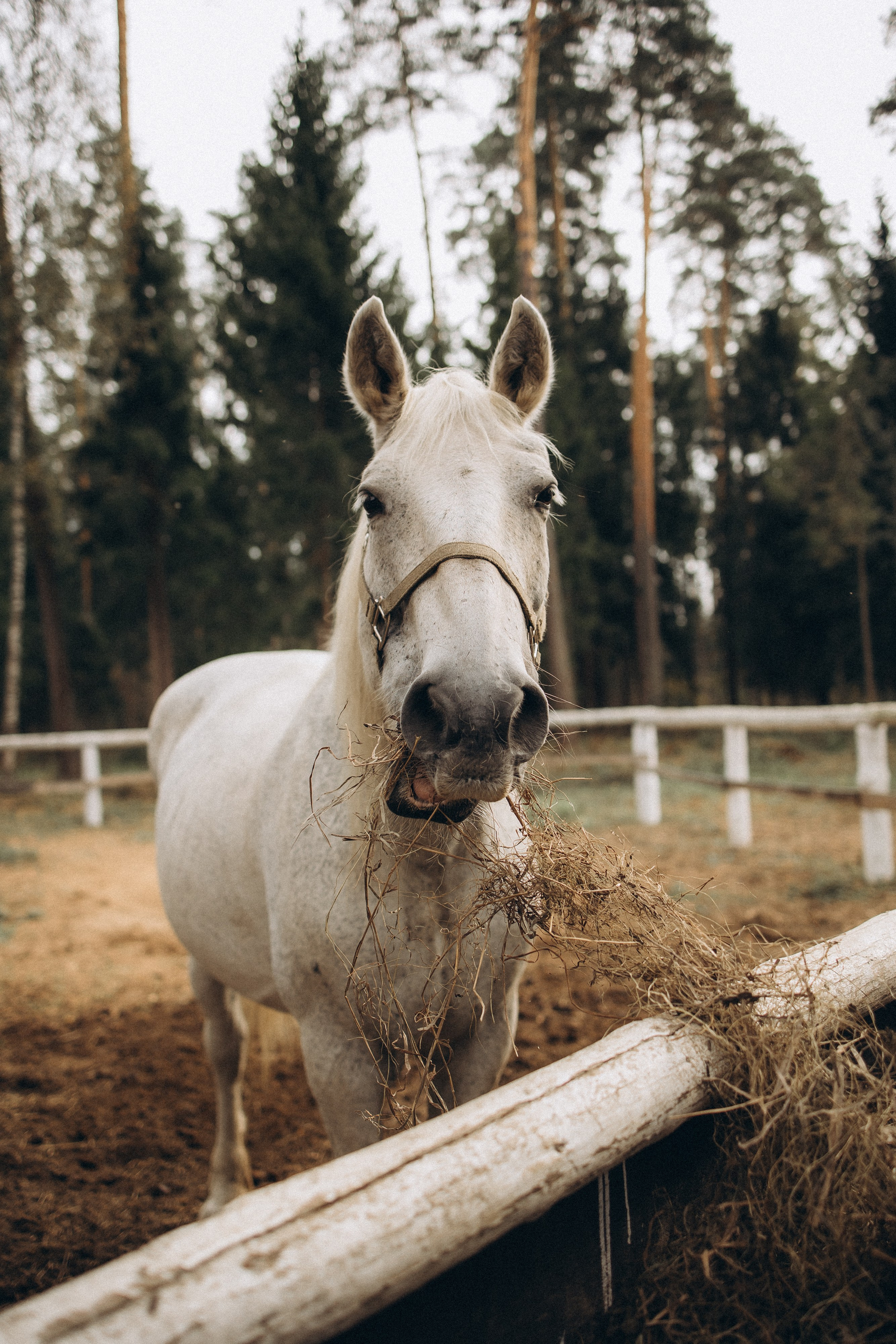 Лошади. Ваш фотограф в Москве и области Юлия