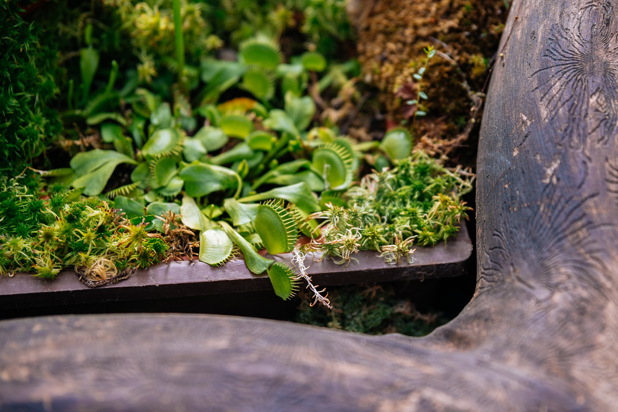 Ботанический сад. Субтропический маршрут. Март 26. Репортажный фотограф в Санкт-Петербурге Анастасия Клёпова