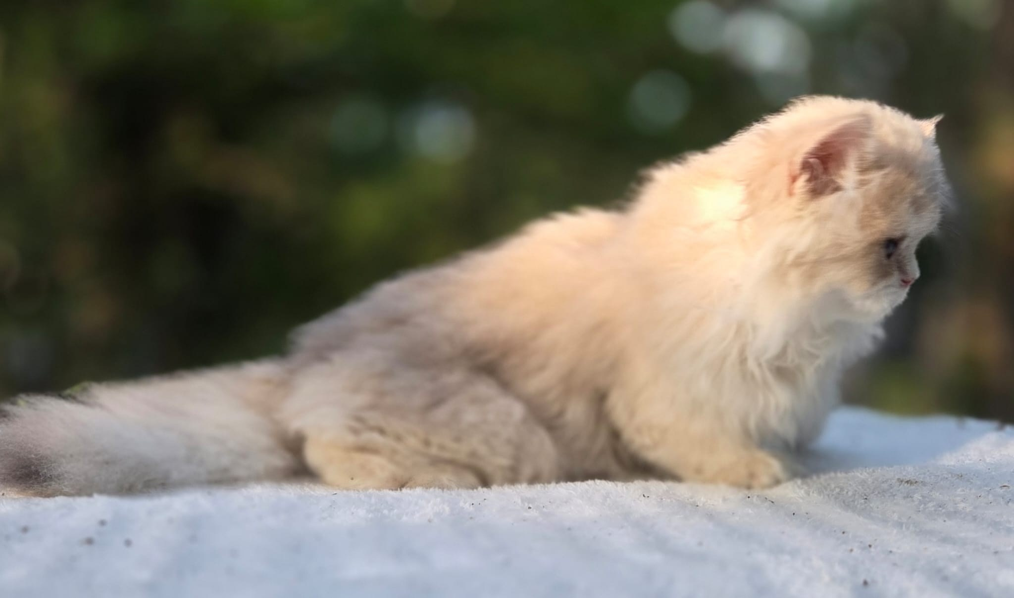 Manya, female, 04.10.2026, $1000. British shorhair Cats