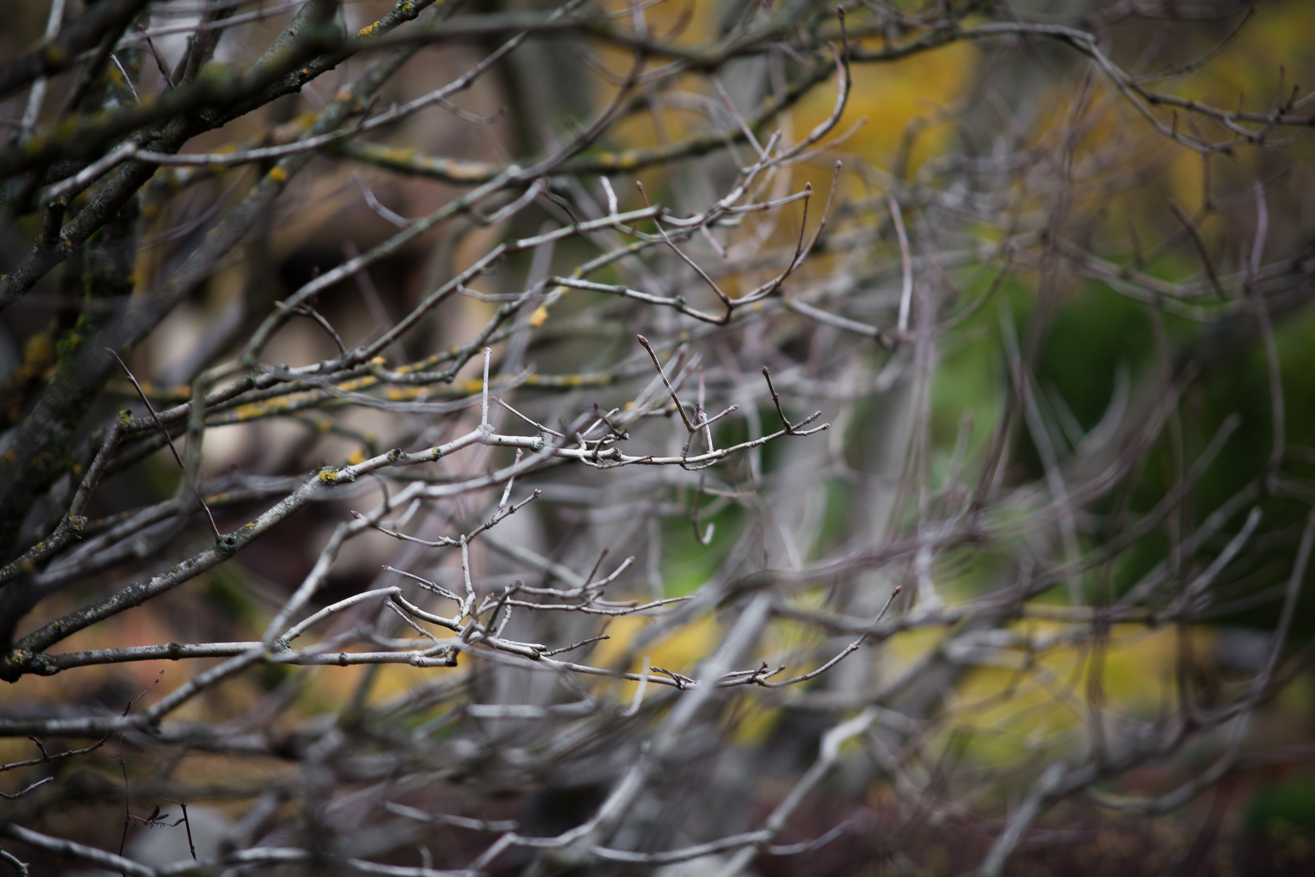 Личный сад Елены Асташкиной (осень). Фотограф Виталий Туманов. Туманов Виталий — фотограф Москва