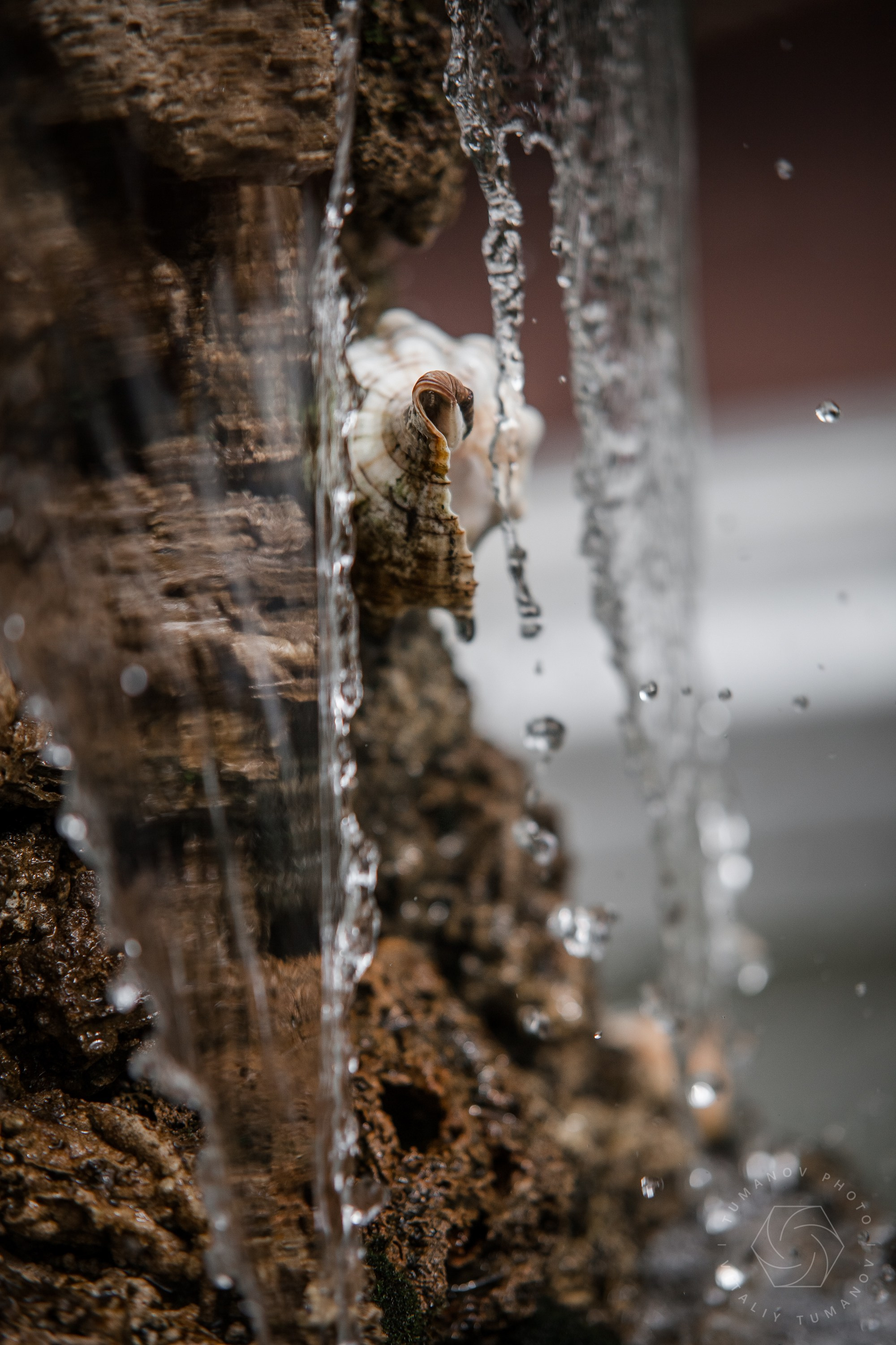 Ландшафтная фотография Летний сад Санкт-Питербург. Виталий Туманов — Ландшафтный фотограф