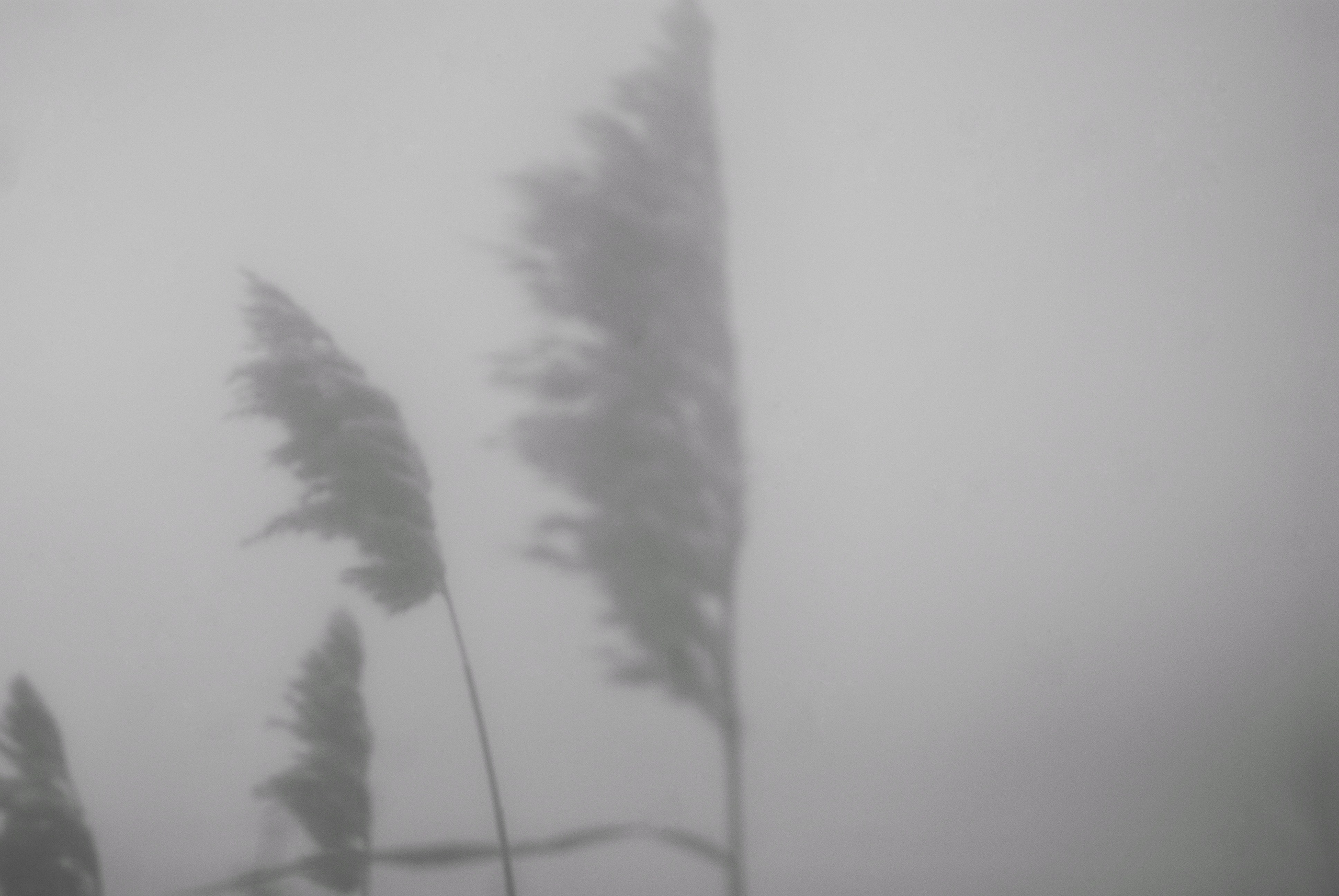 Внутривенные сны (2018-2023)