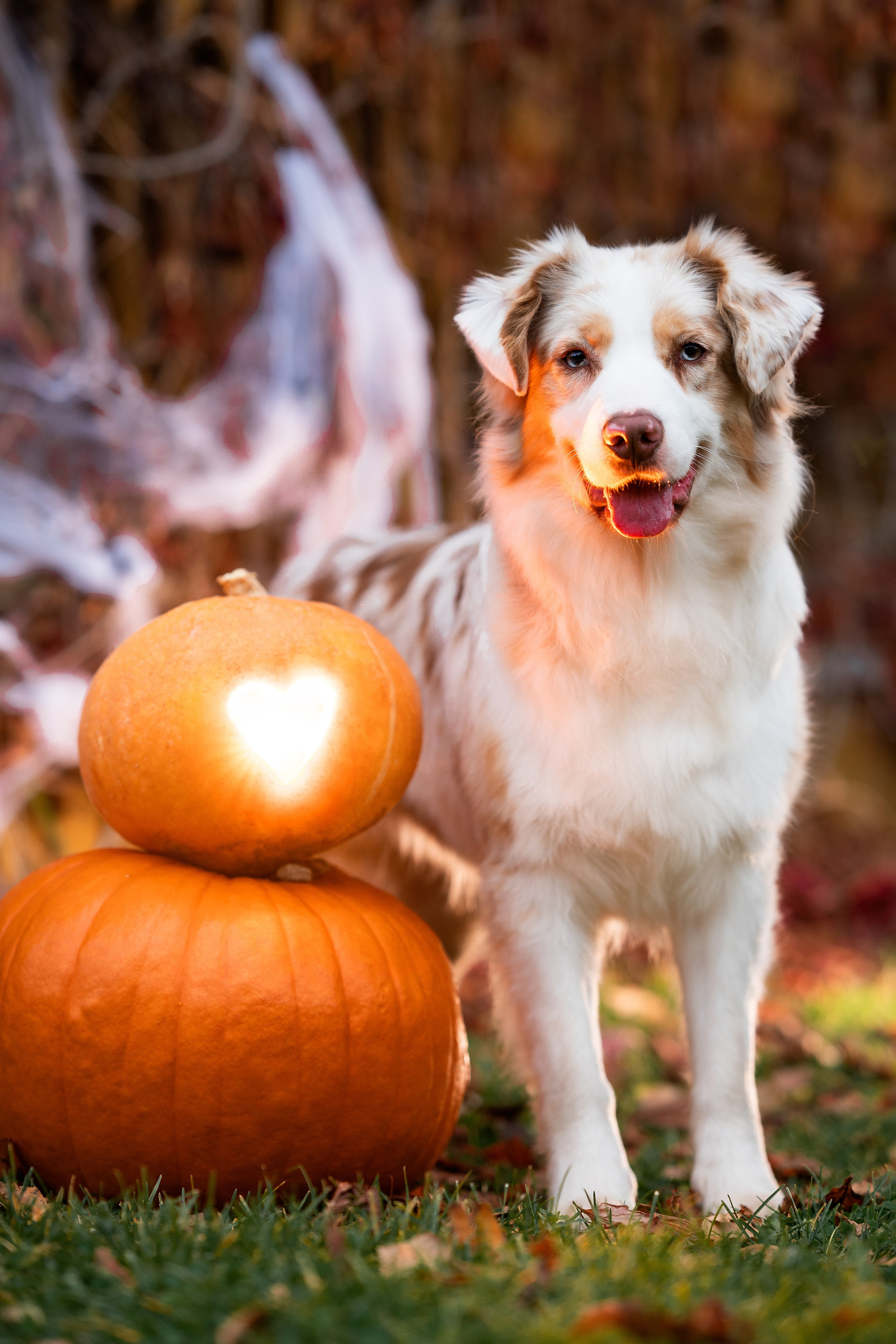 Halloween. Творческий фотограф Вологда