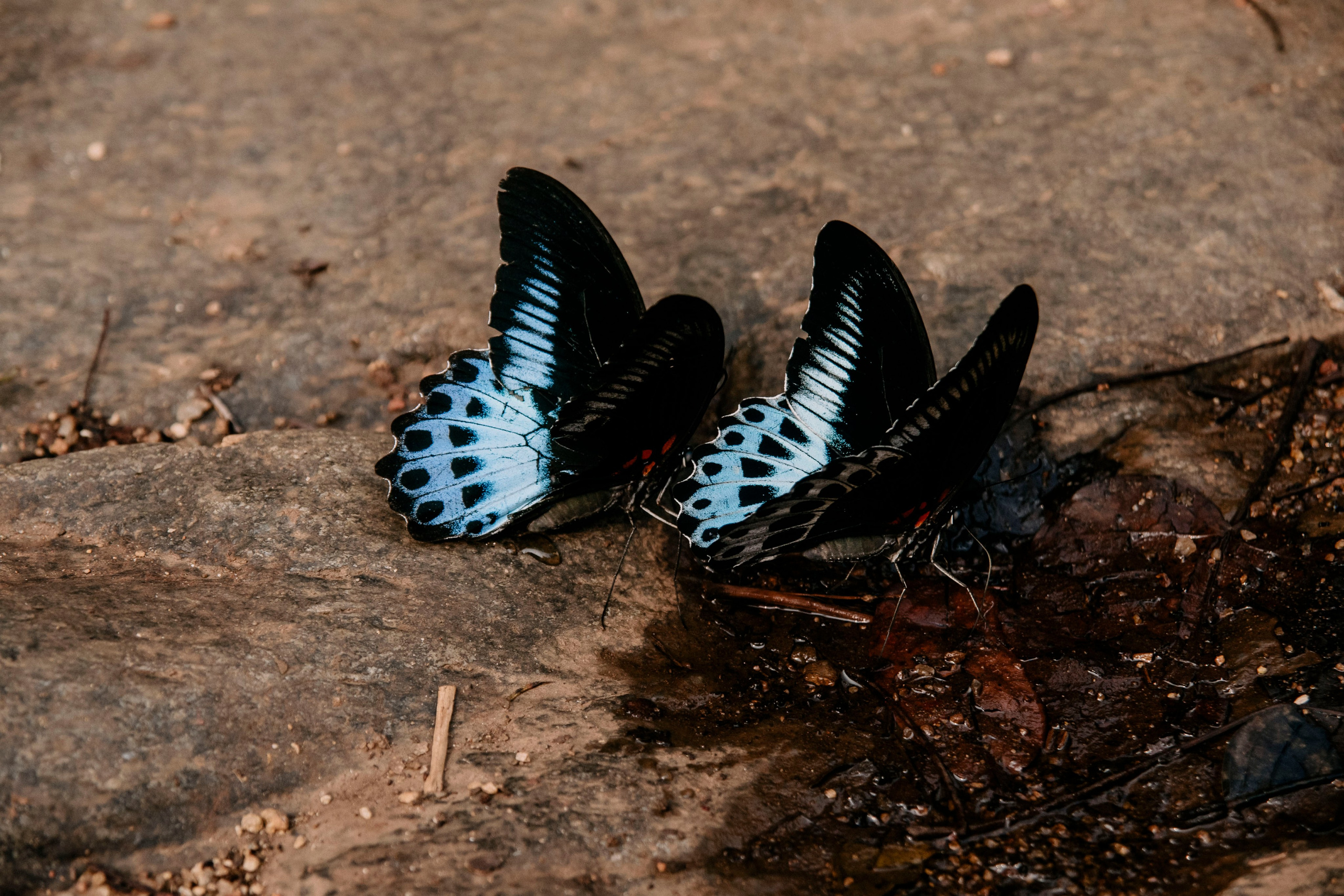 Гоа. индия. Iraogo