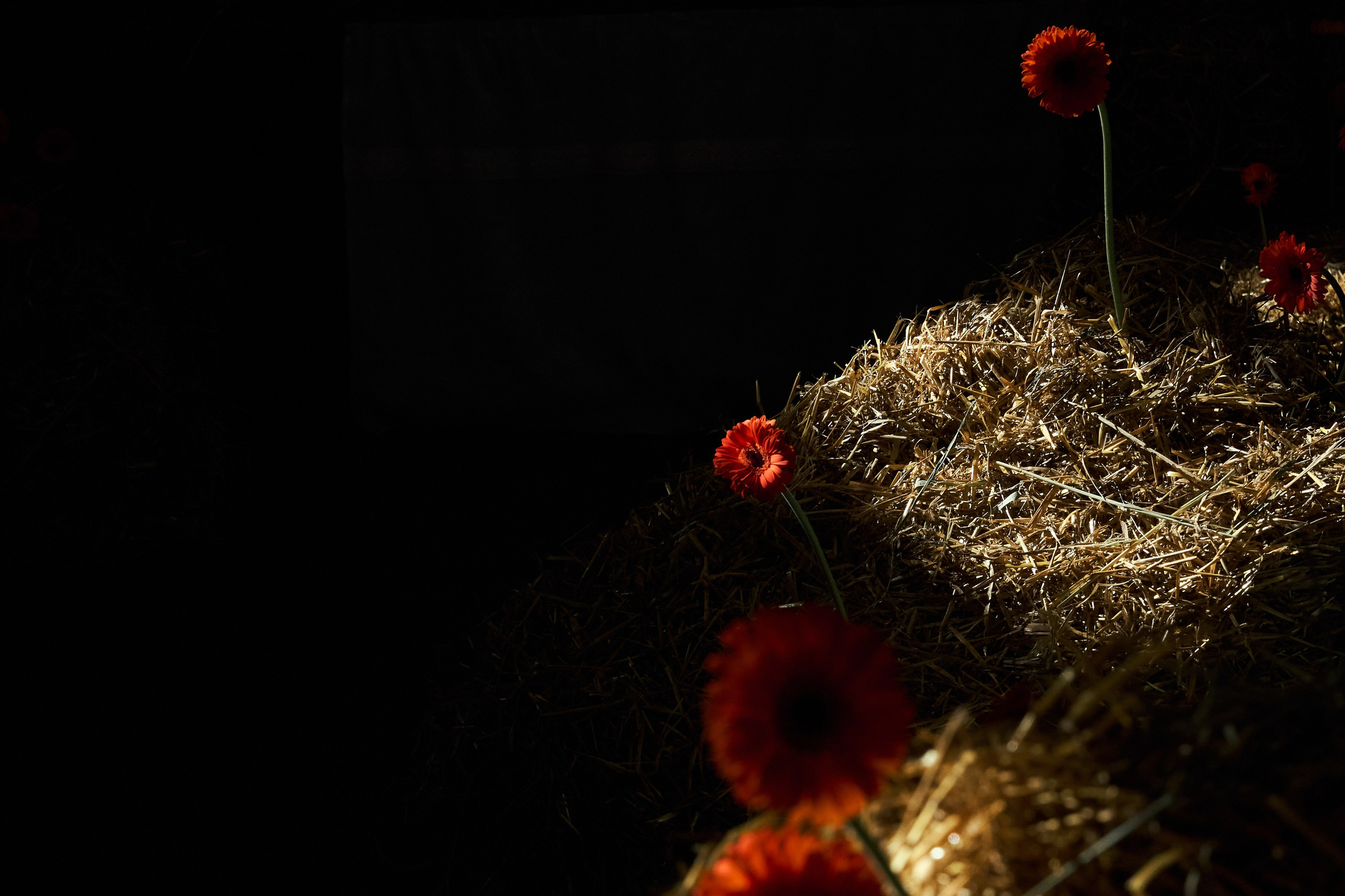 I & E. Anastasia Jes