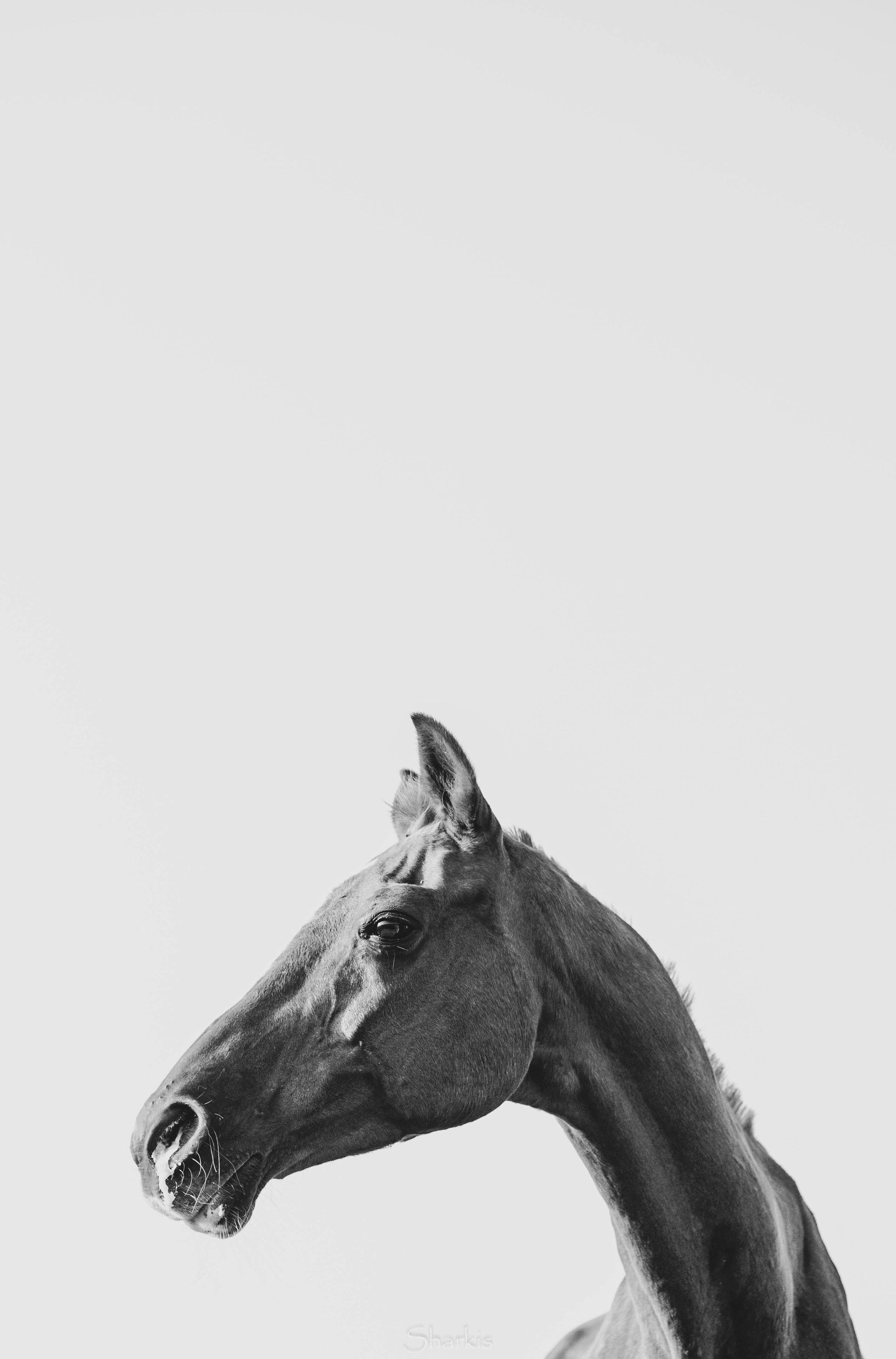 Аня и Гас. Главная