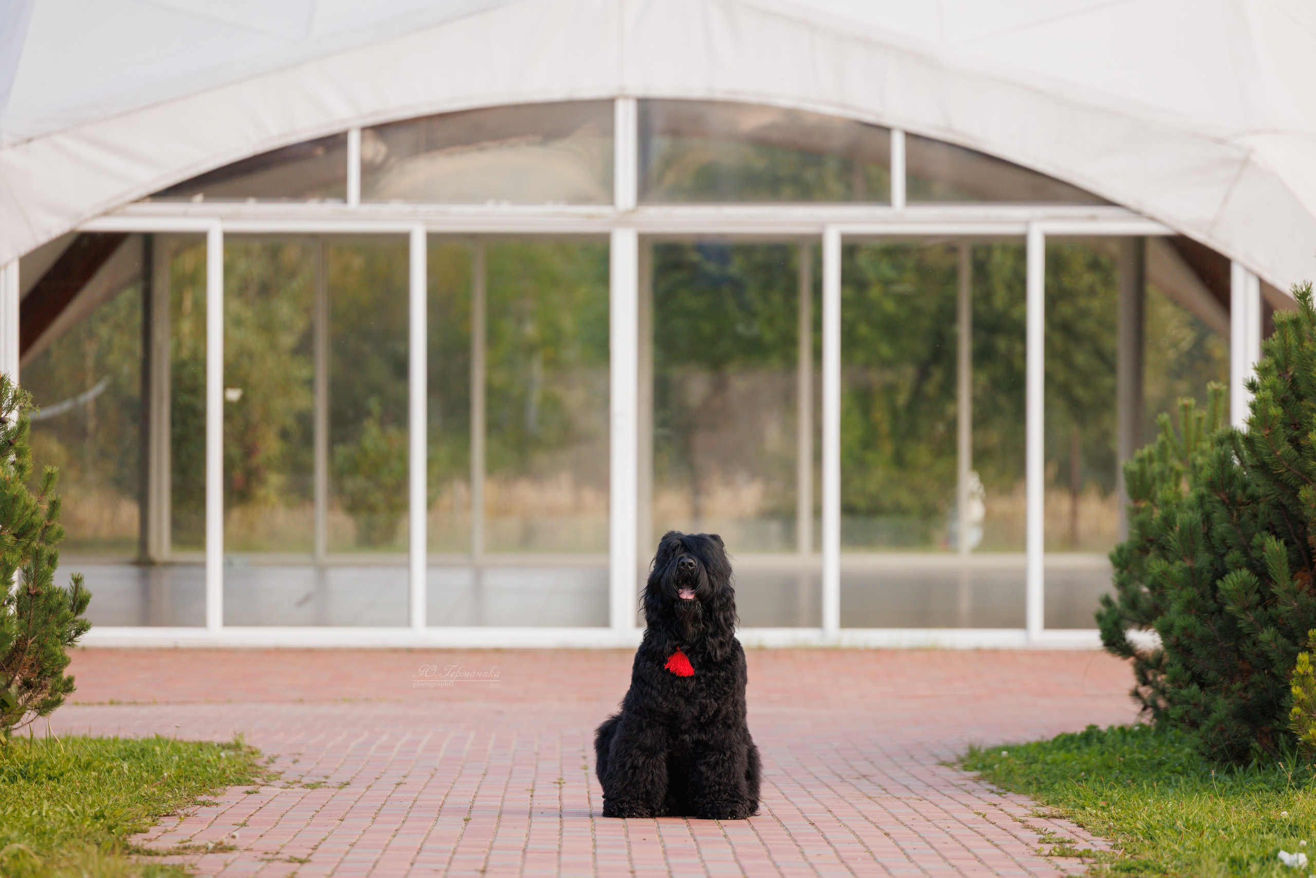 Переславль 5-7.08.2025. Фотограф-анималист Юлия Германика