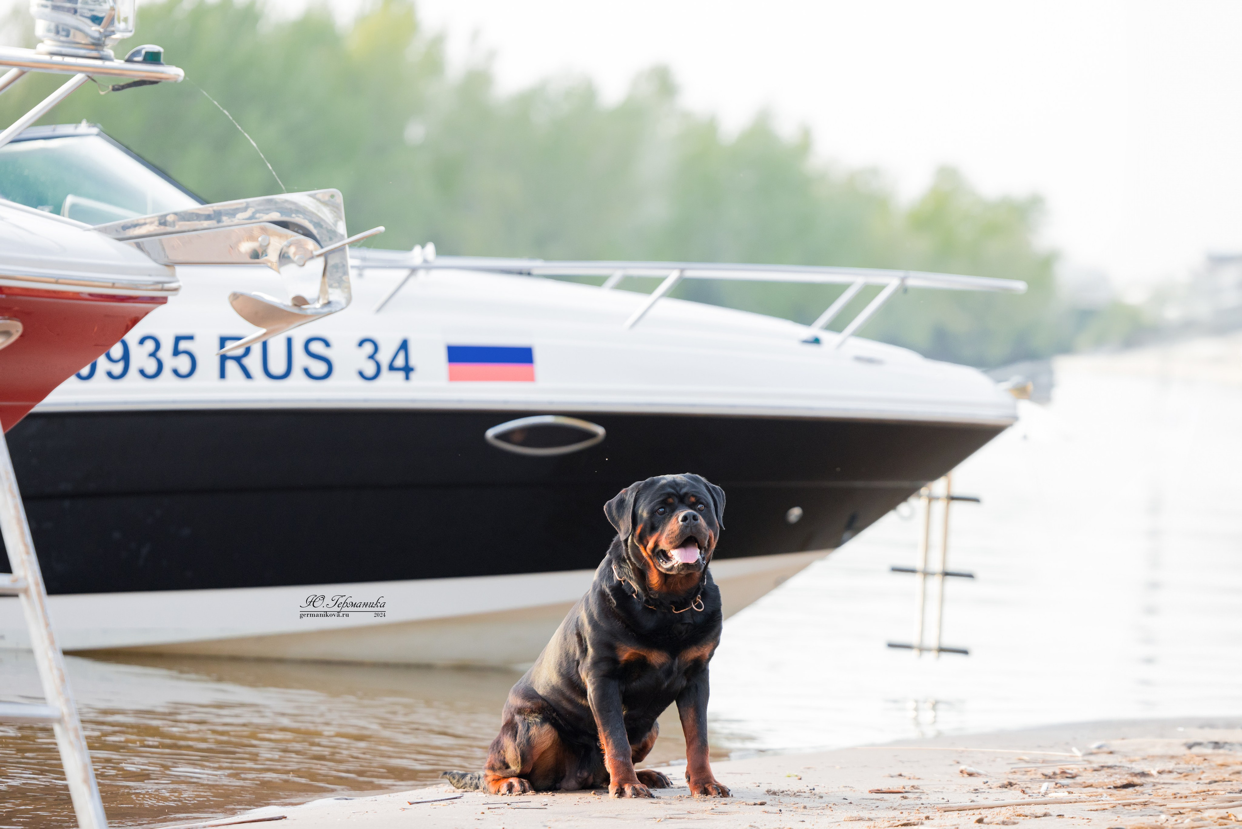 Саратов 2 х моно ротвейлеров 28-29.04.2024. Фотограф-анималист Юлия Германика