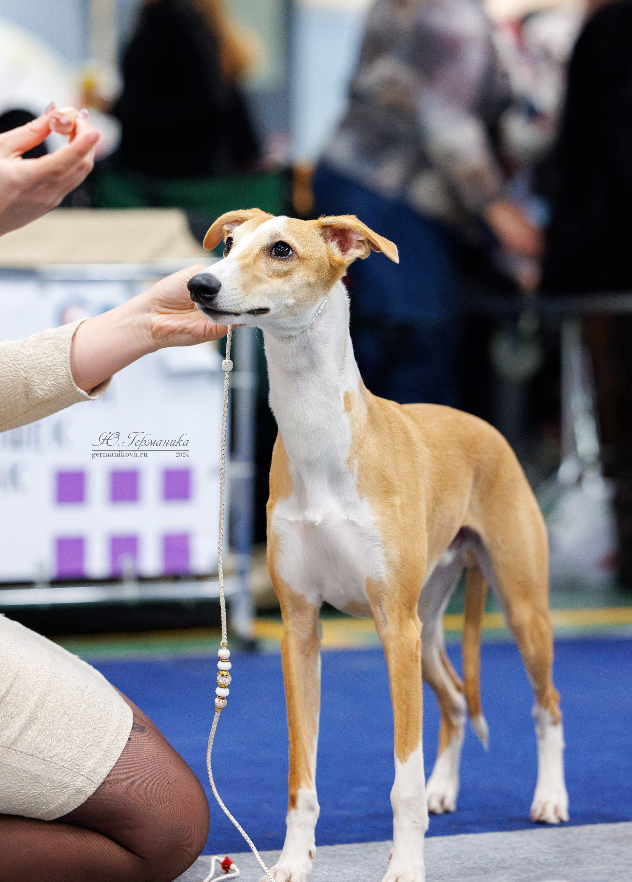 Сфера и Крокус 8,9,16 и 30.03.2025. Фотограф-анималист Юлия Германика