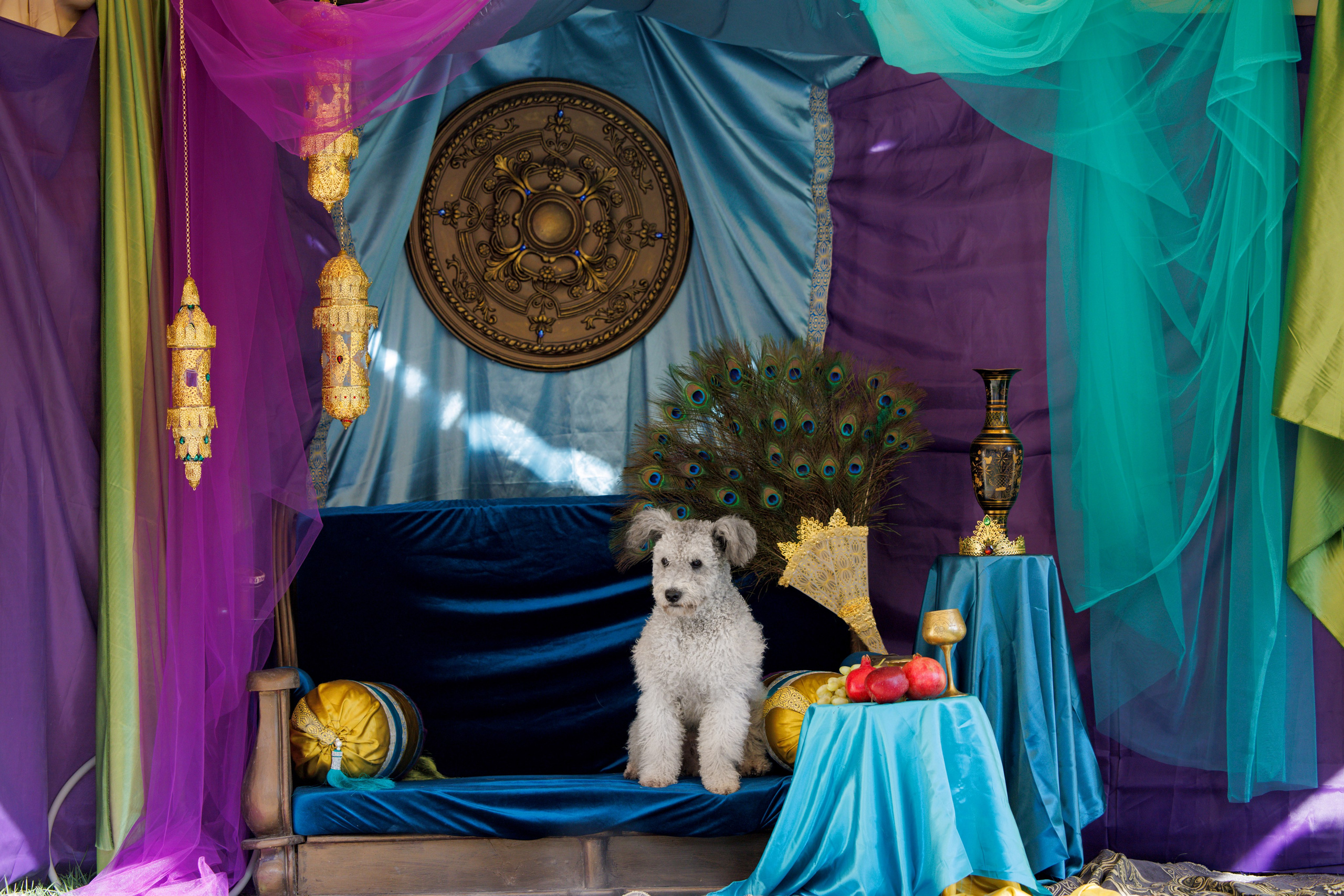 Ташкент 3хCACIB 3-5.10.2025. Фотограф-анималист Юлия Германика