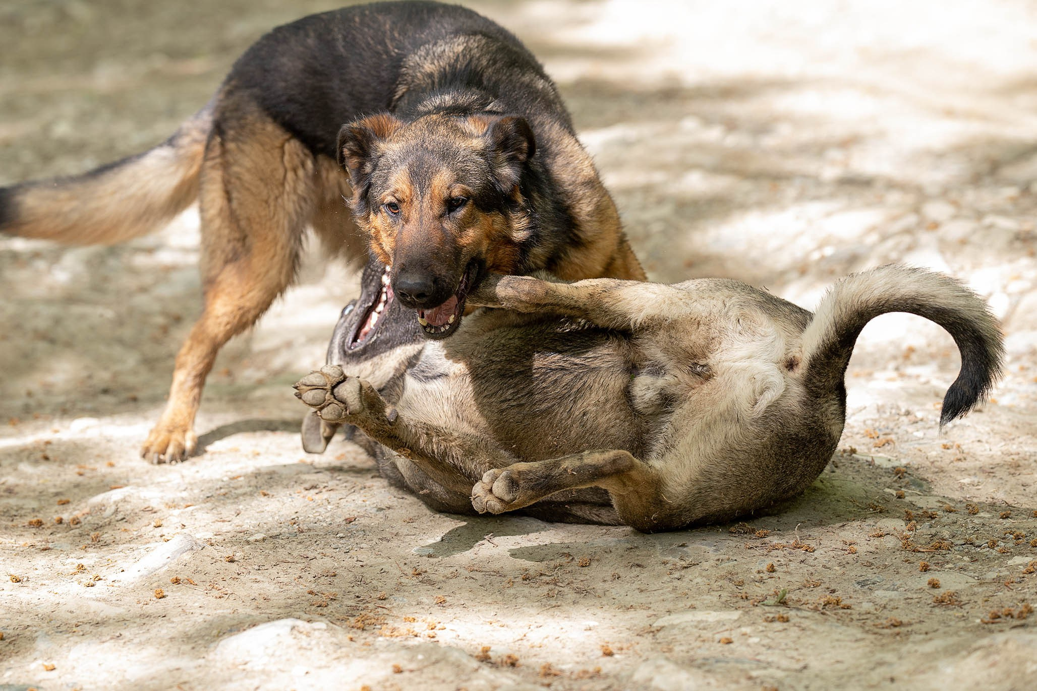 Кай и Герда. Ирина Голомб|Фотограф-анималист в  Сочи и Калининграде