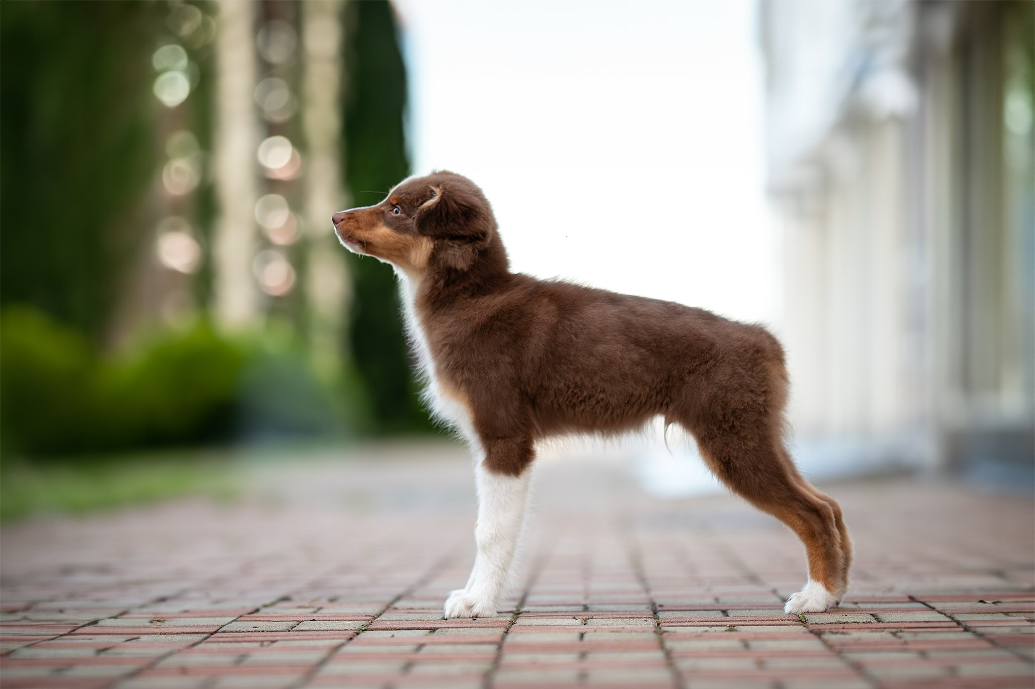 Чакки, Австралийская Овчарка. Ирина Голомб|Фотограф-анималист в  Сочи и Калининграде