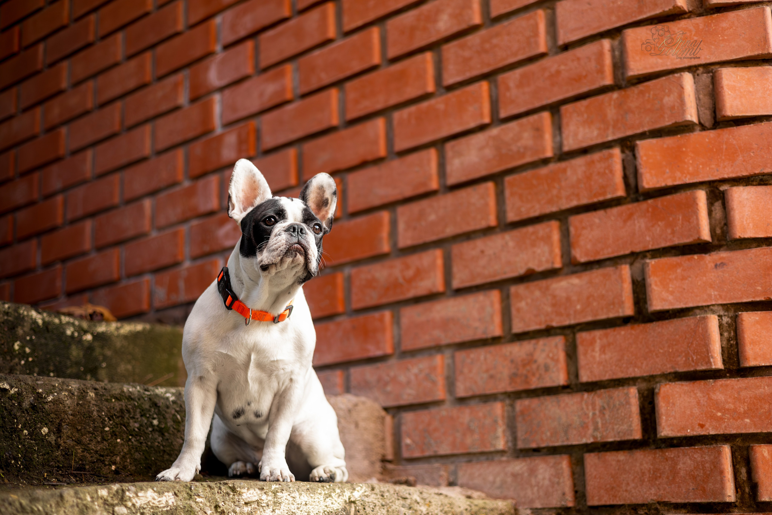 Французский Бульдог Инди. Ирина Голомб|Фотограф-анималист в  Сочи и Калининграде