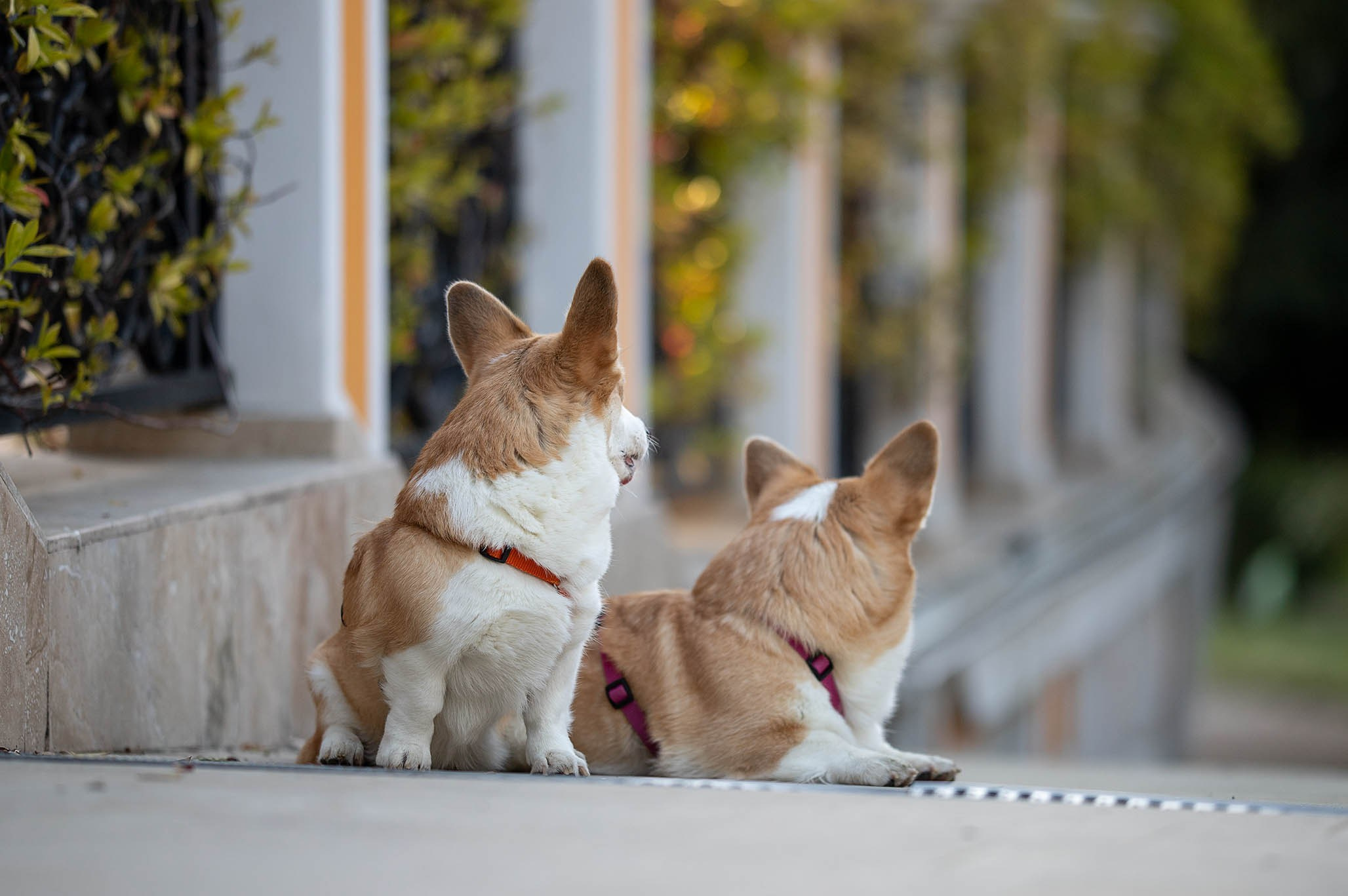 Лиса и Деви, корги. Ирина Голомб|Фотограф-анималист в  Сочи и Калининграде