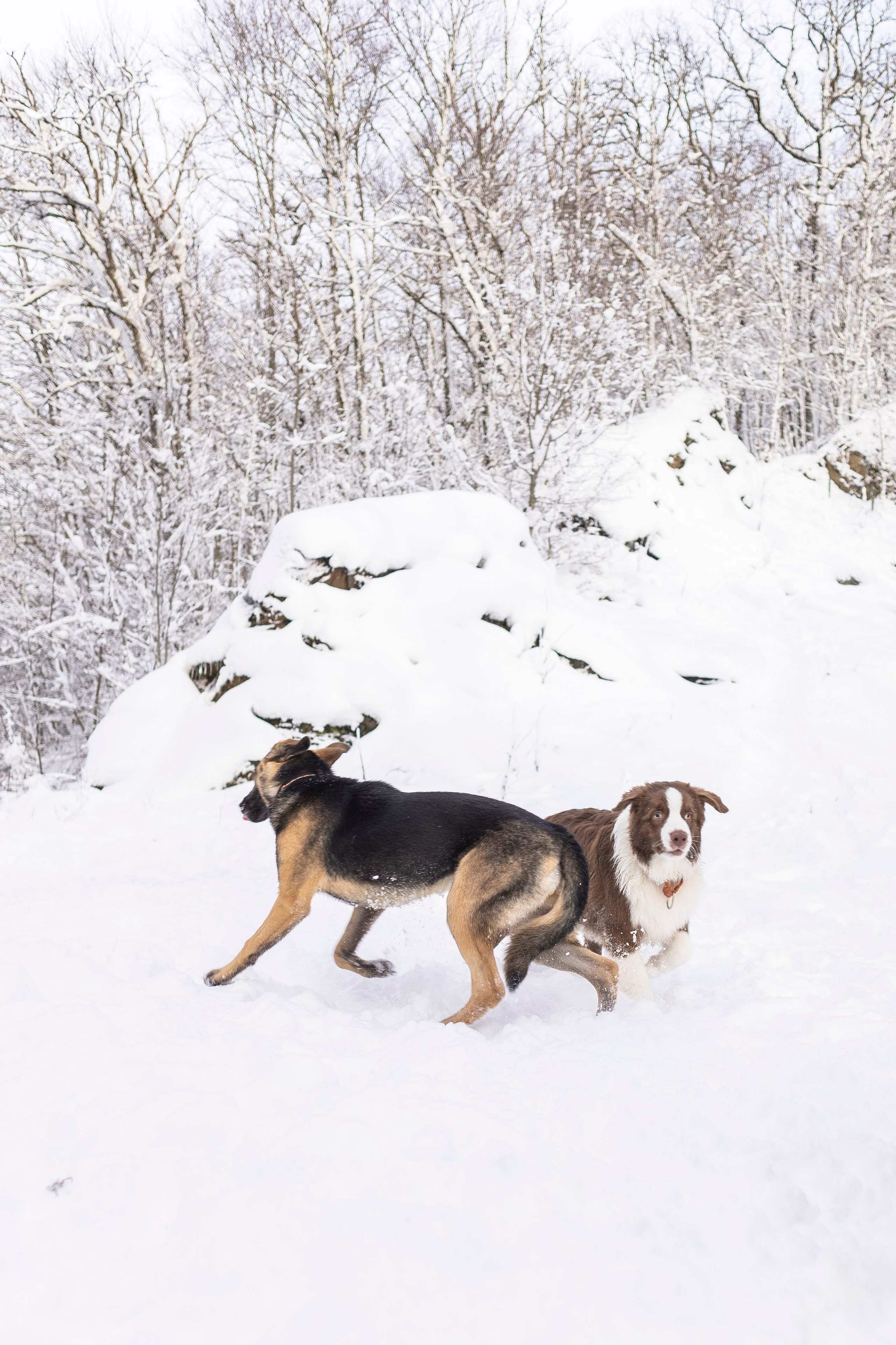Догтуса Тропа Ефремова. Ирина Голомб|Фотограф-анималист в  Сочи и Калининграде