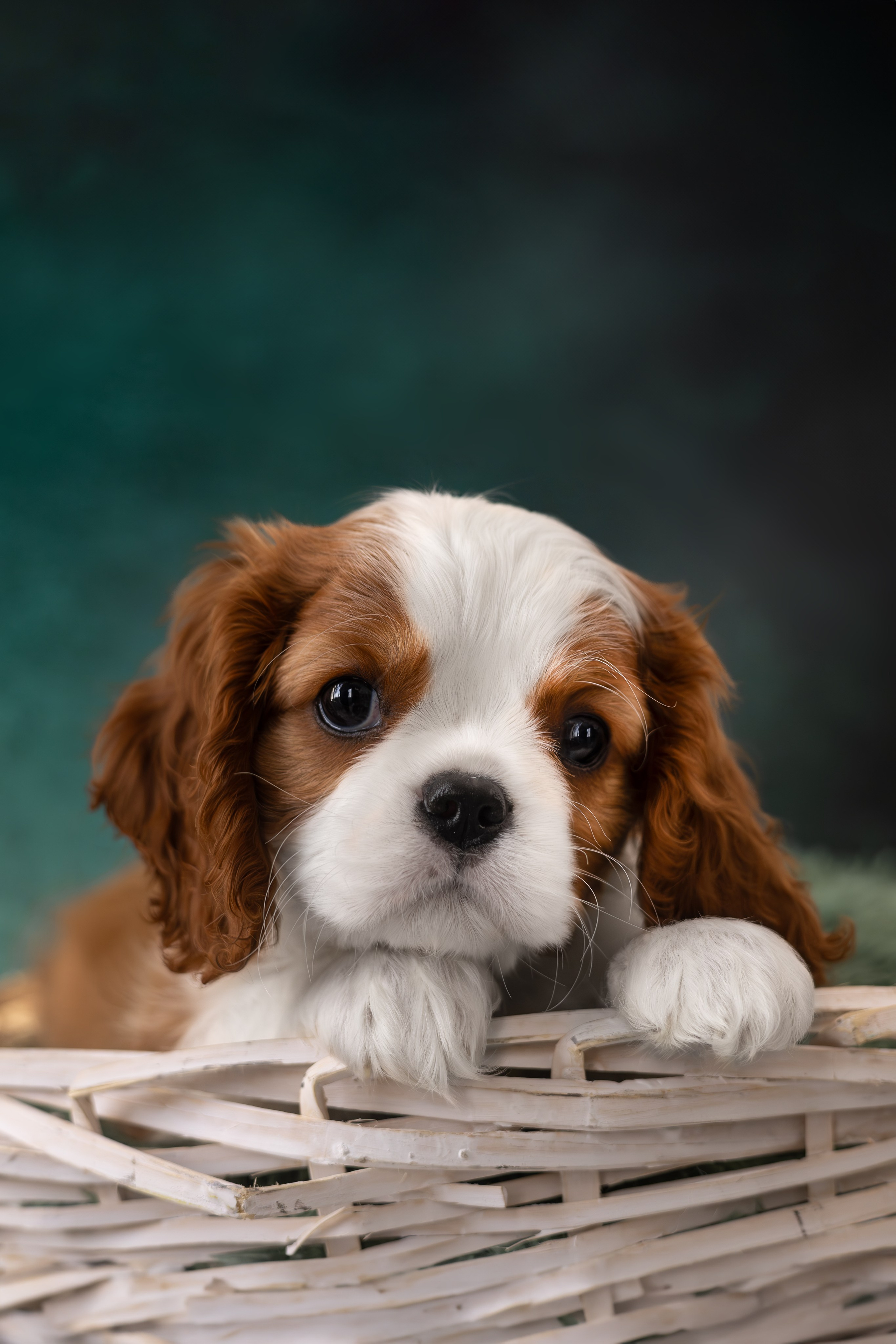 Детки кавалерчики. Ирина Голомб|Фотограф-анималист в  Сочи и Калининграде