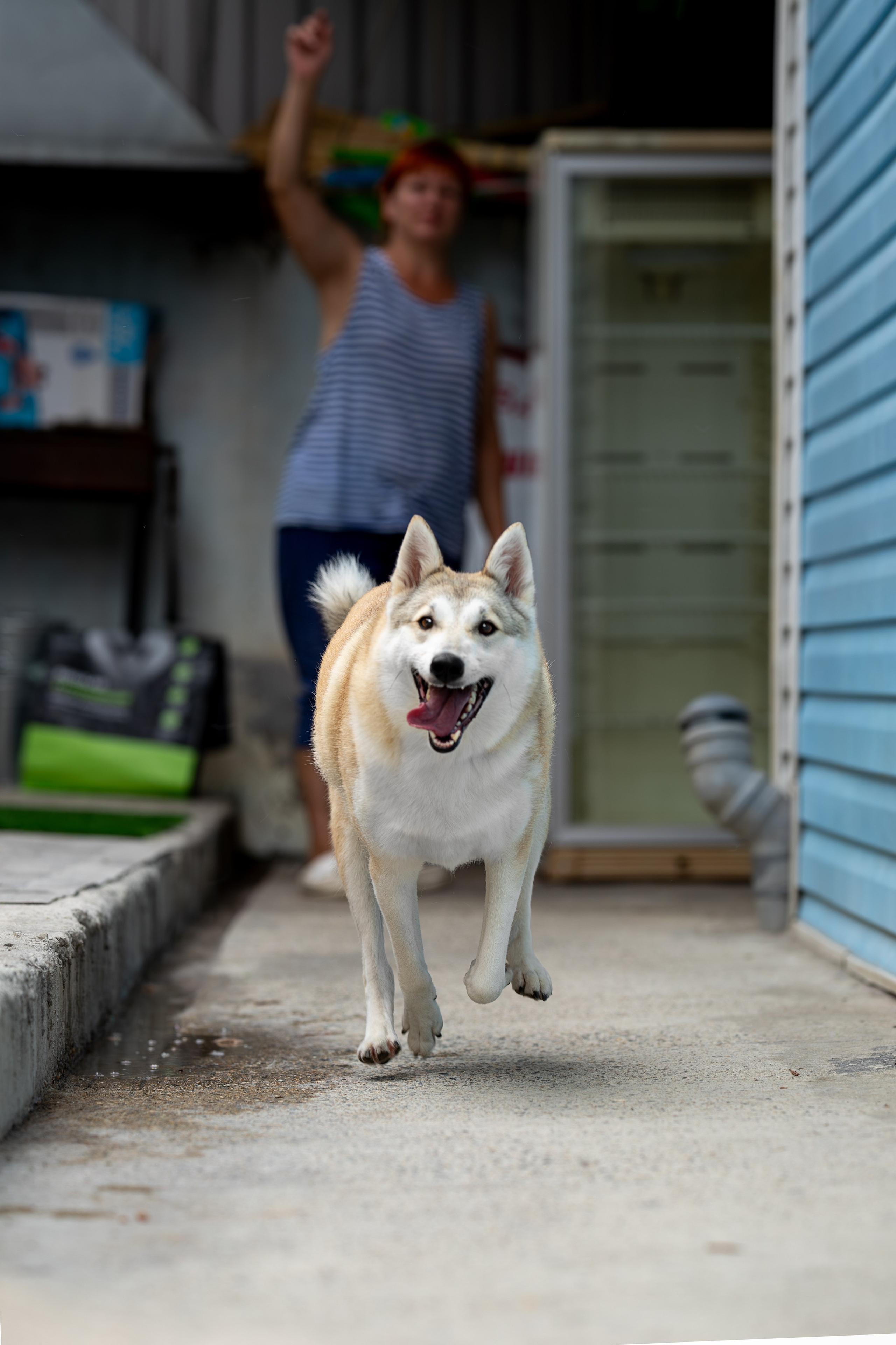 Мини-приют «Возрождение». Ирина Голомб|Фотограф-анималист в  Сочи и Калининграде