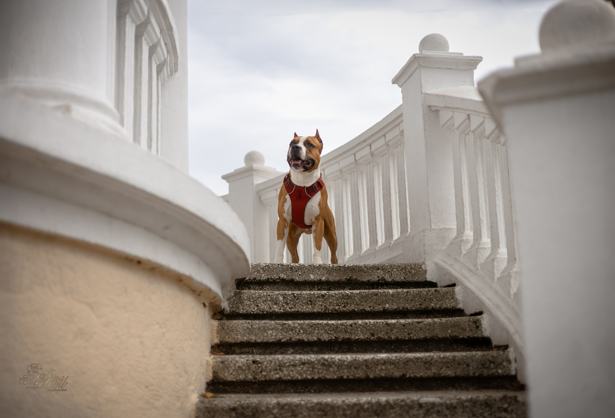 Джастин, Стаффорд. Ирина Голомб|Фотограф-анималист в  Сочи и Калининграде