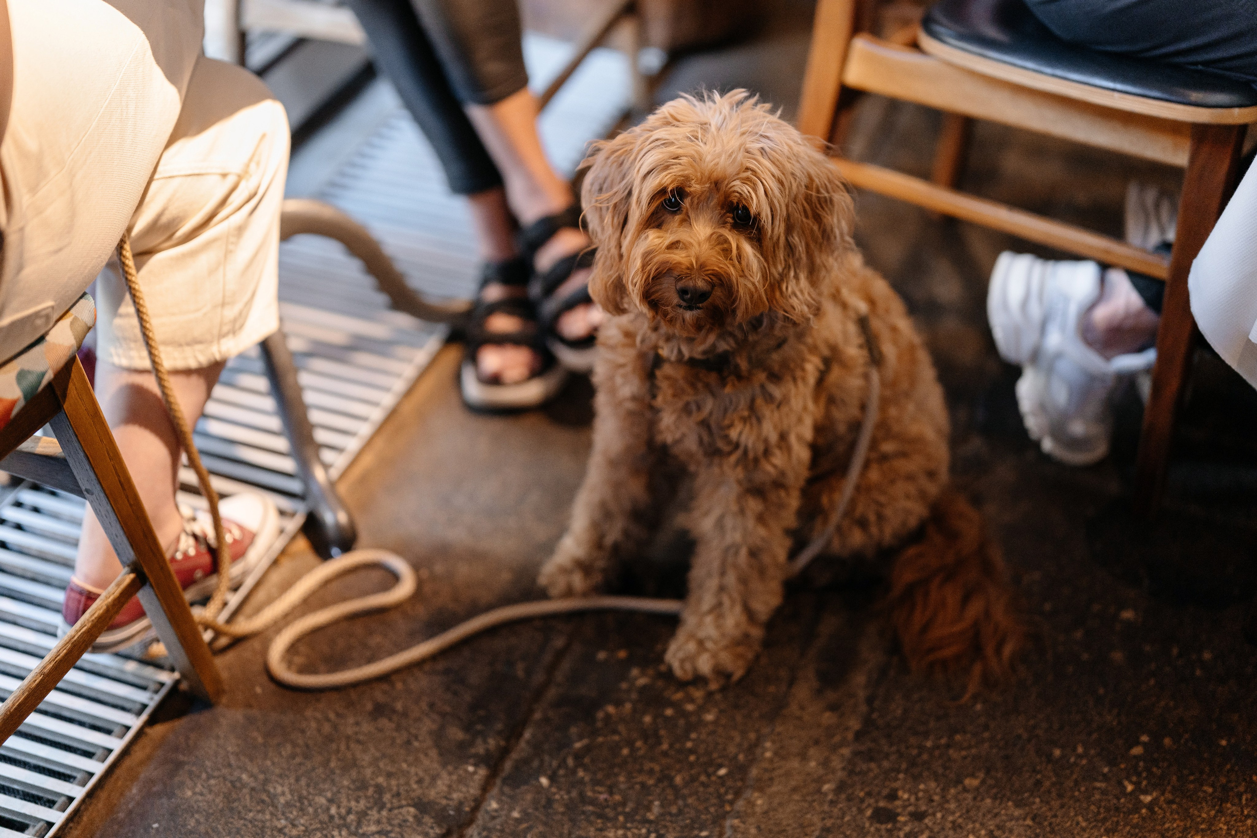 ГастроБистро Цирк. Свадебный и репортажный фотограф в Москве Андрей Вайман
