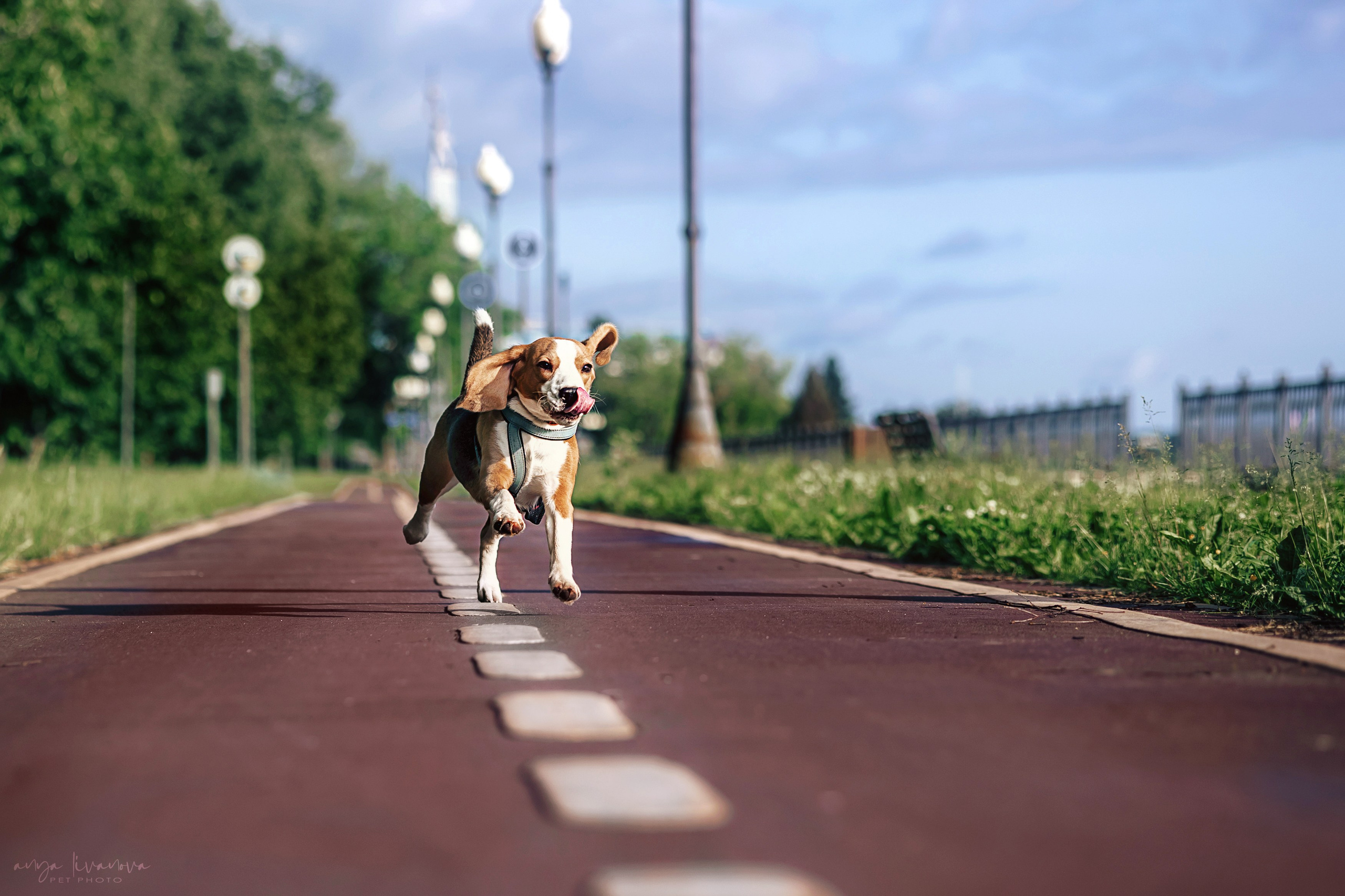 Диана и Дафна. Фотограф анималист Аня Ливанова | Рыбинск