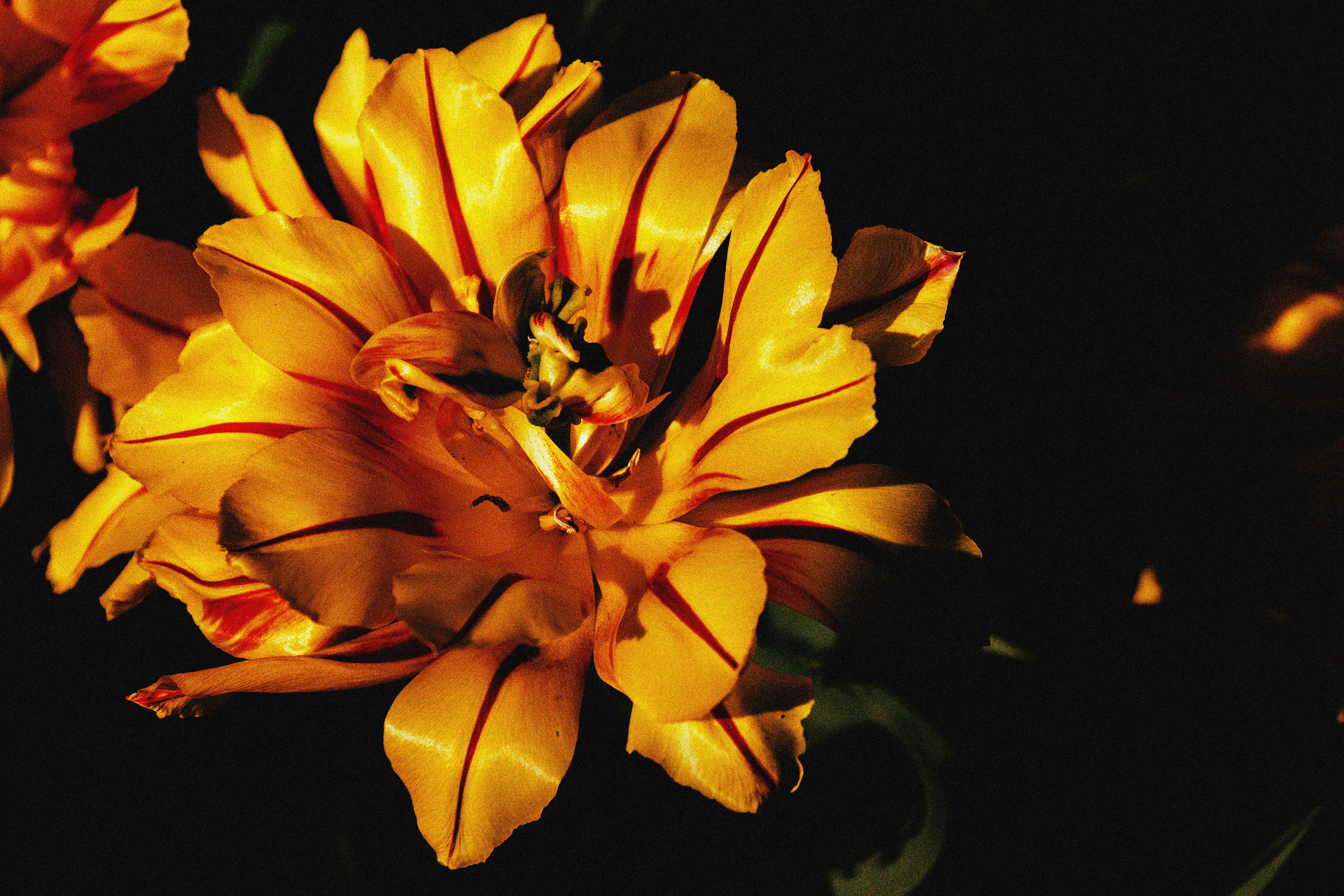 обложка, стоковое фото, рок, фотография на обложку, альбом, сингл, тюльпан, желтый