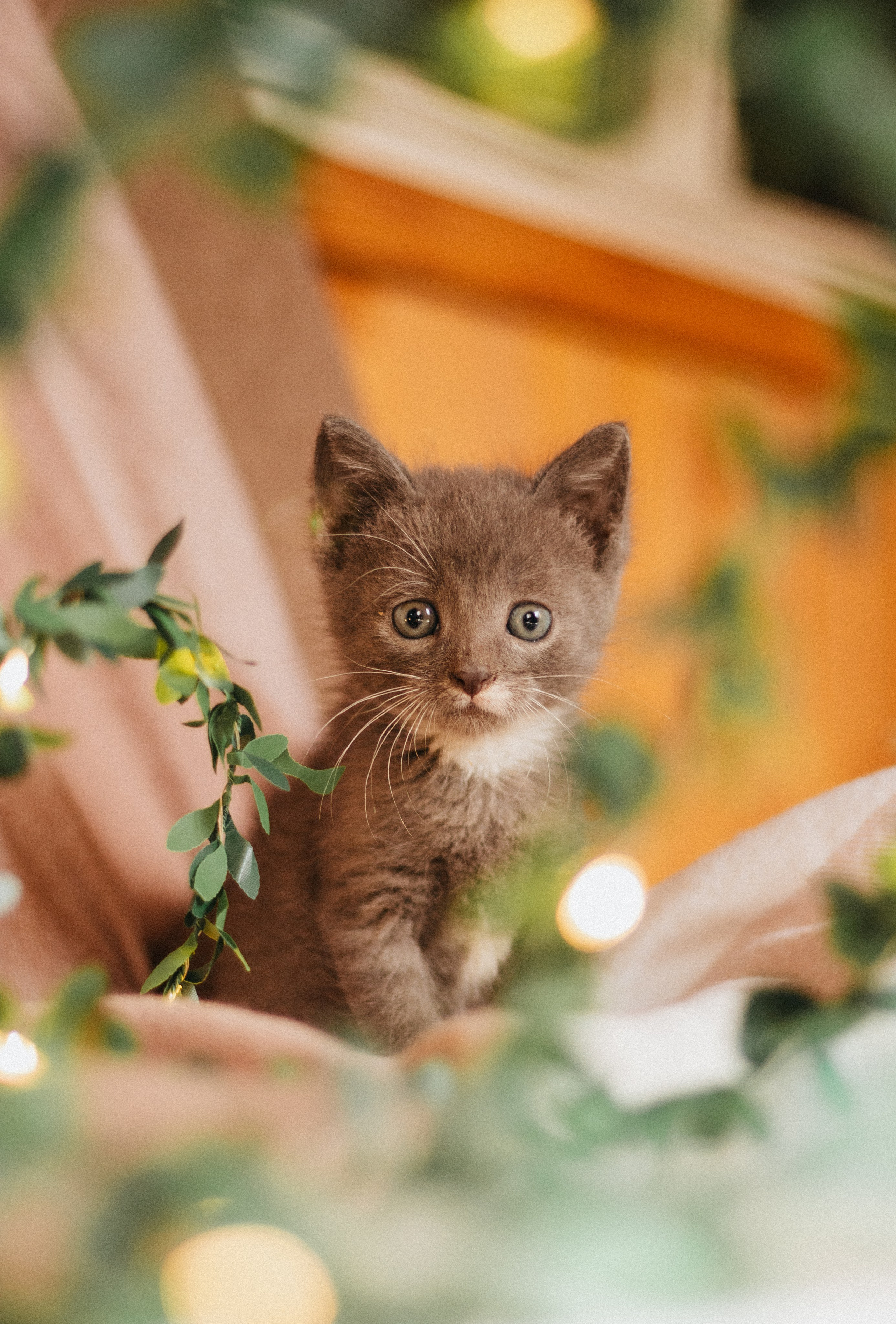 Котики. Фотограф в Москве (анималистика, коммерция, репортаж, спорт)