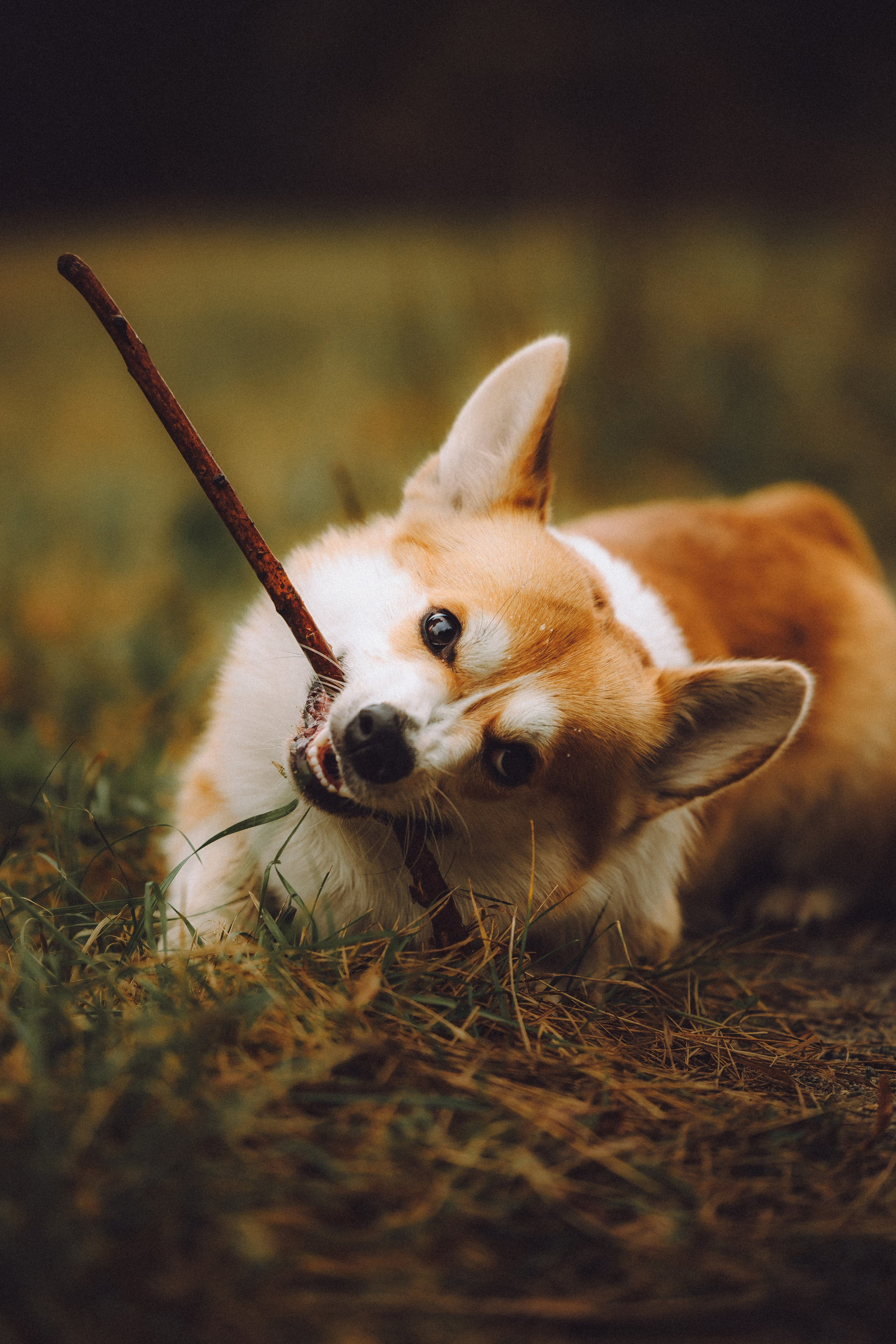 Вирджик и его семья