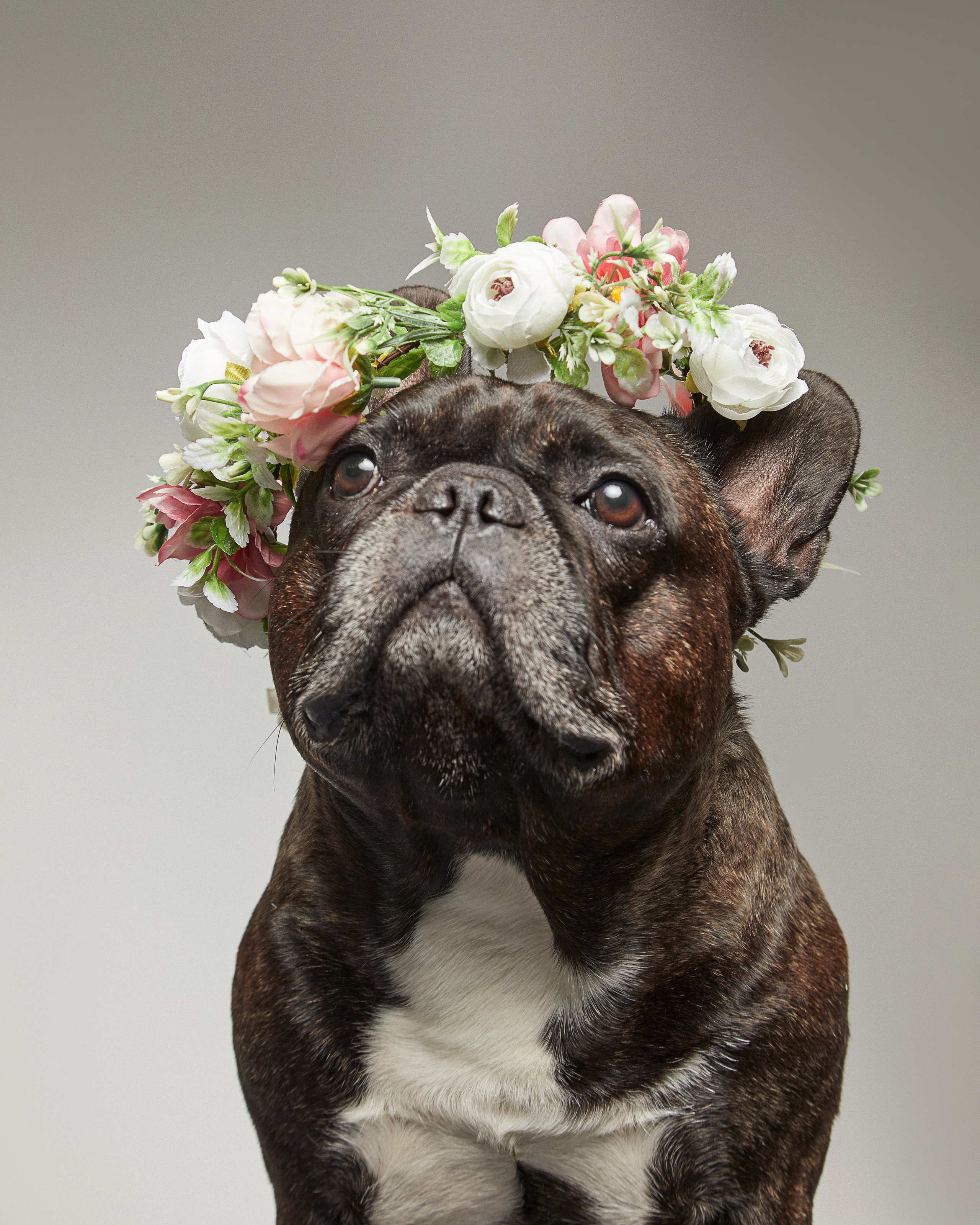 Pets Photography / Фотограф Собак