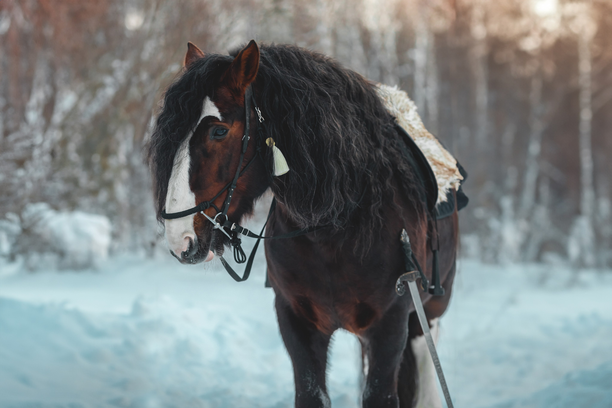 Съемка для лошадей. Анна Молчанова конный фотограф в Тюмени | фотосессии с лошадьми Тюмень