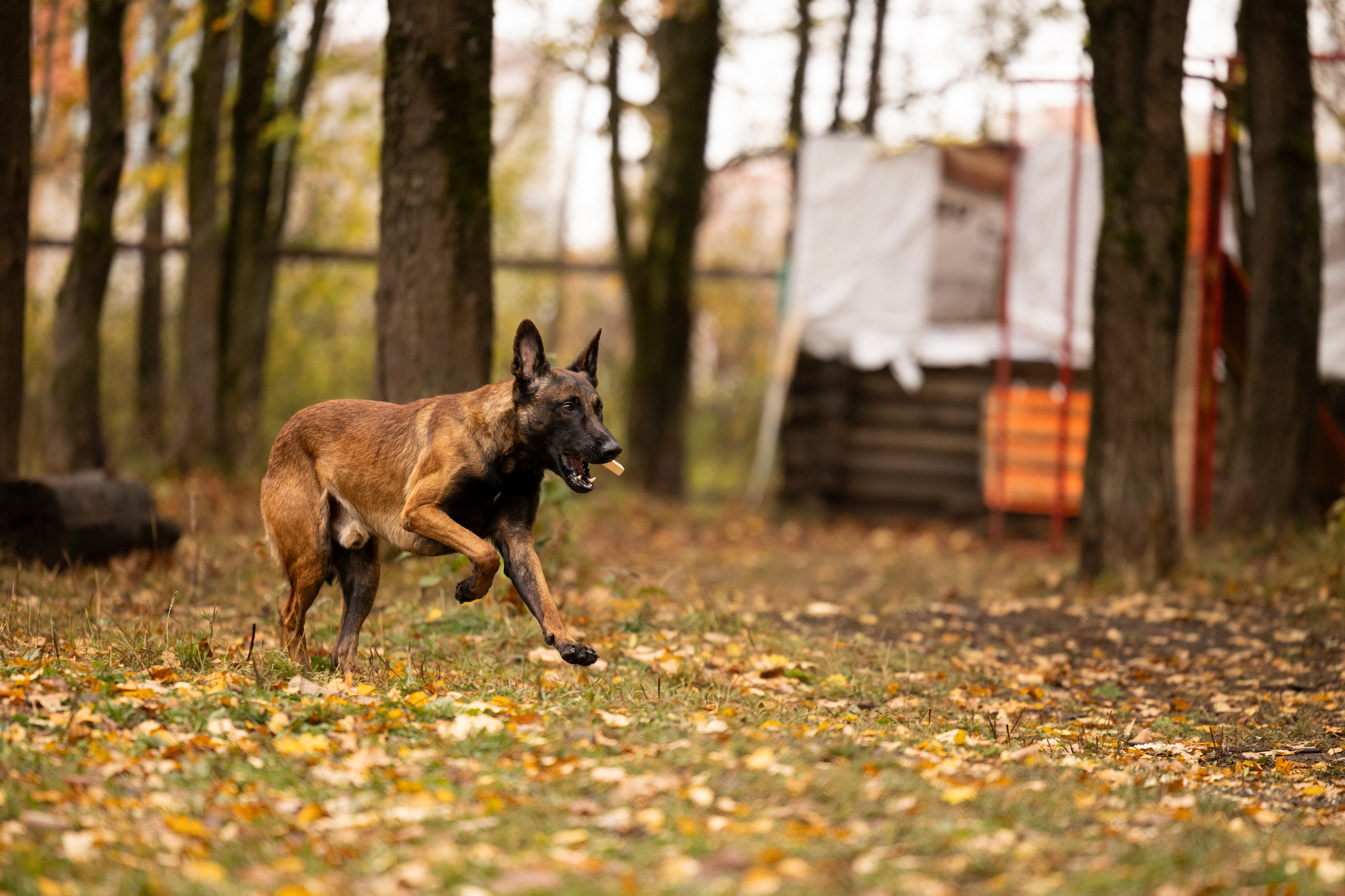 Соревнования по Мондьорингу г. Вологда. Фотограф-анималист Анна Маринич