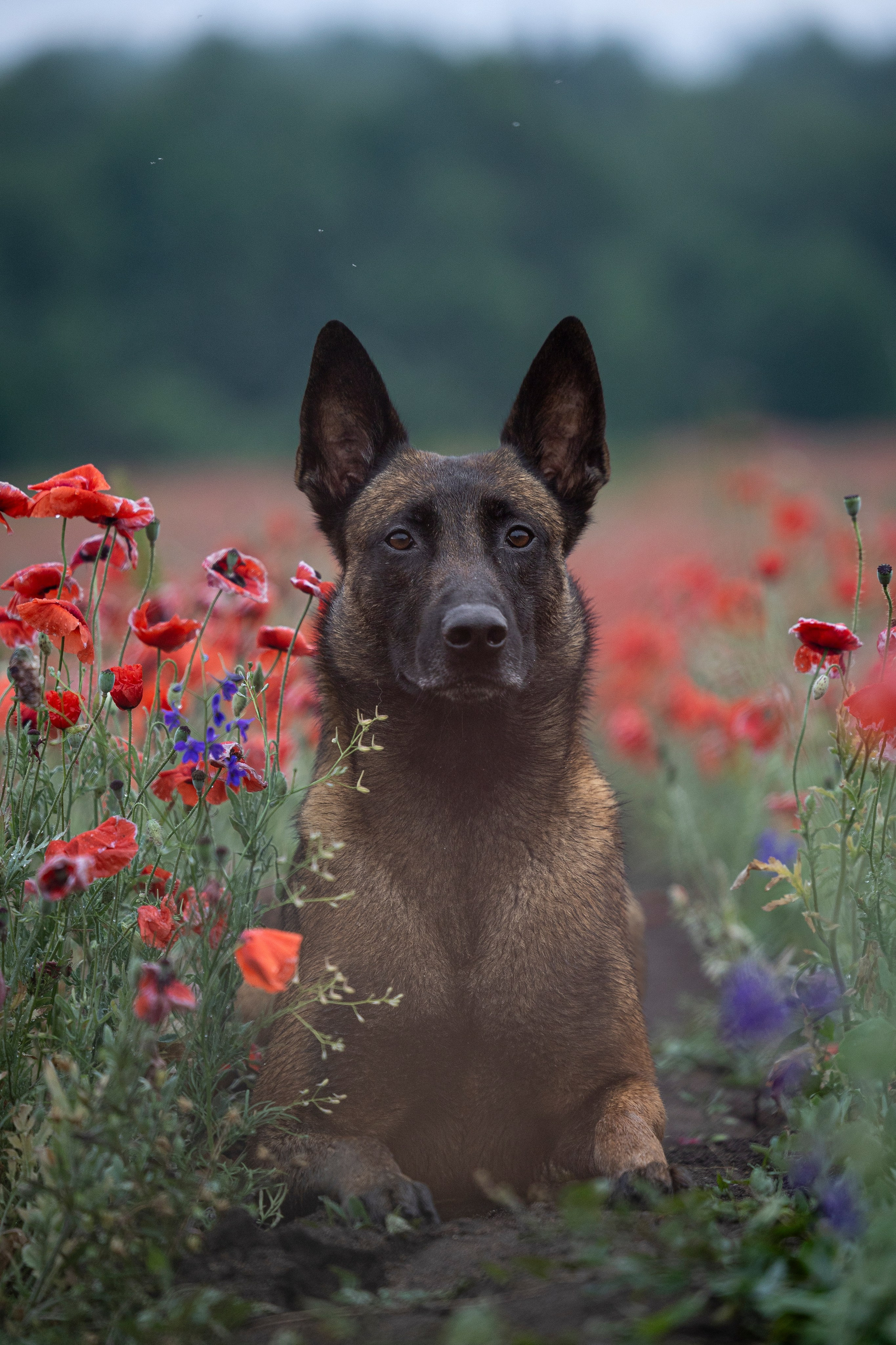 Маковое поле. Фотограф-анималист Анна Маринич